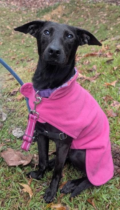 Enlarge Turnido - Pink, a Adoptable Mixed Breed in Chamblee, GA image 2/3