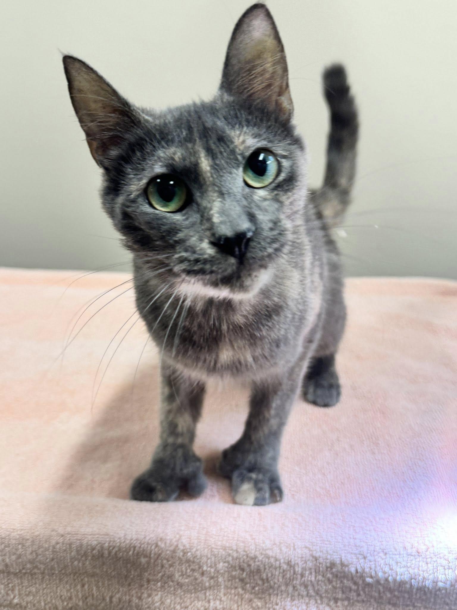Mittens, an adoptable Domestic Short Hair in Hackensack, MN, 56452 | Photo Image 1