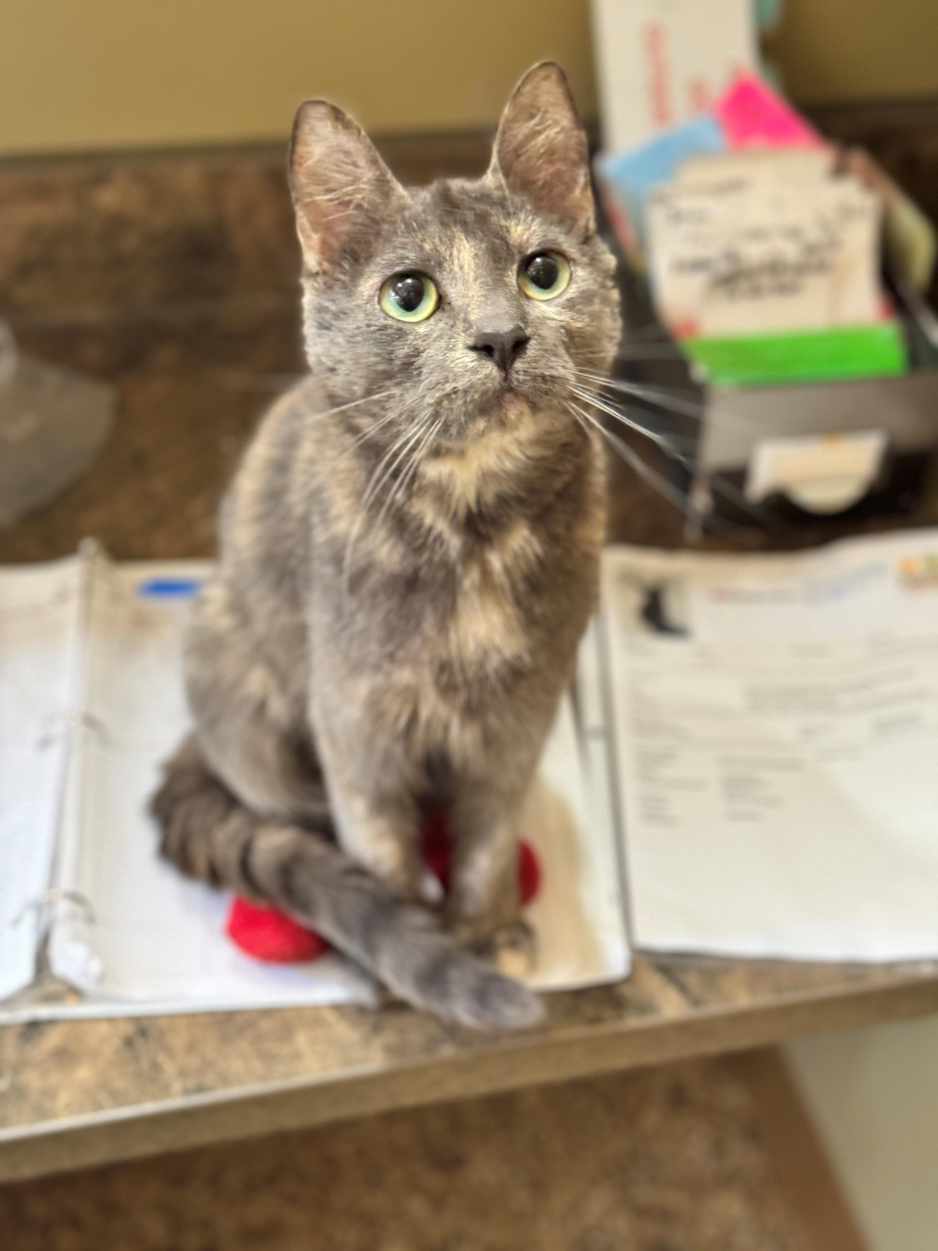 Mittens, an adoptable Domestic Short Hair in Hackensack, MN, 56452 | Photo Image 2