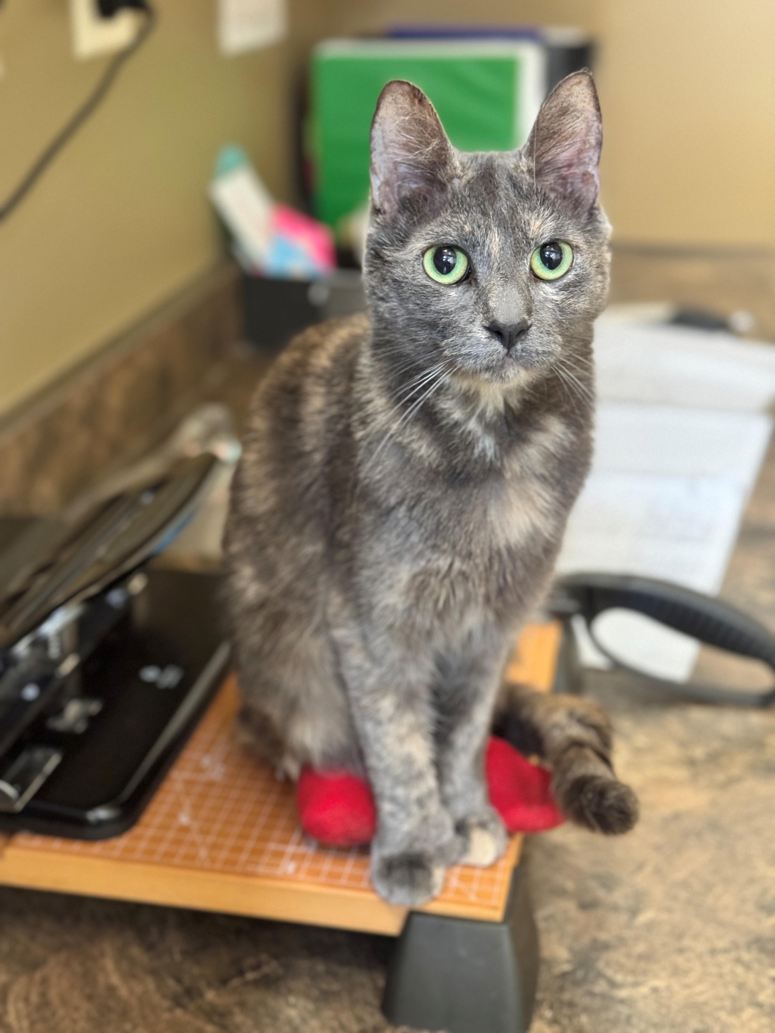 Mittens, an adoptable Domestic Short Hair in Hackensack, MN, 56452 | Photo Image 3