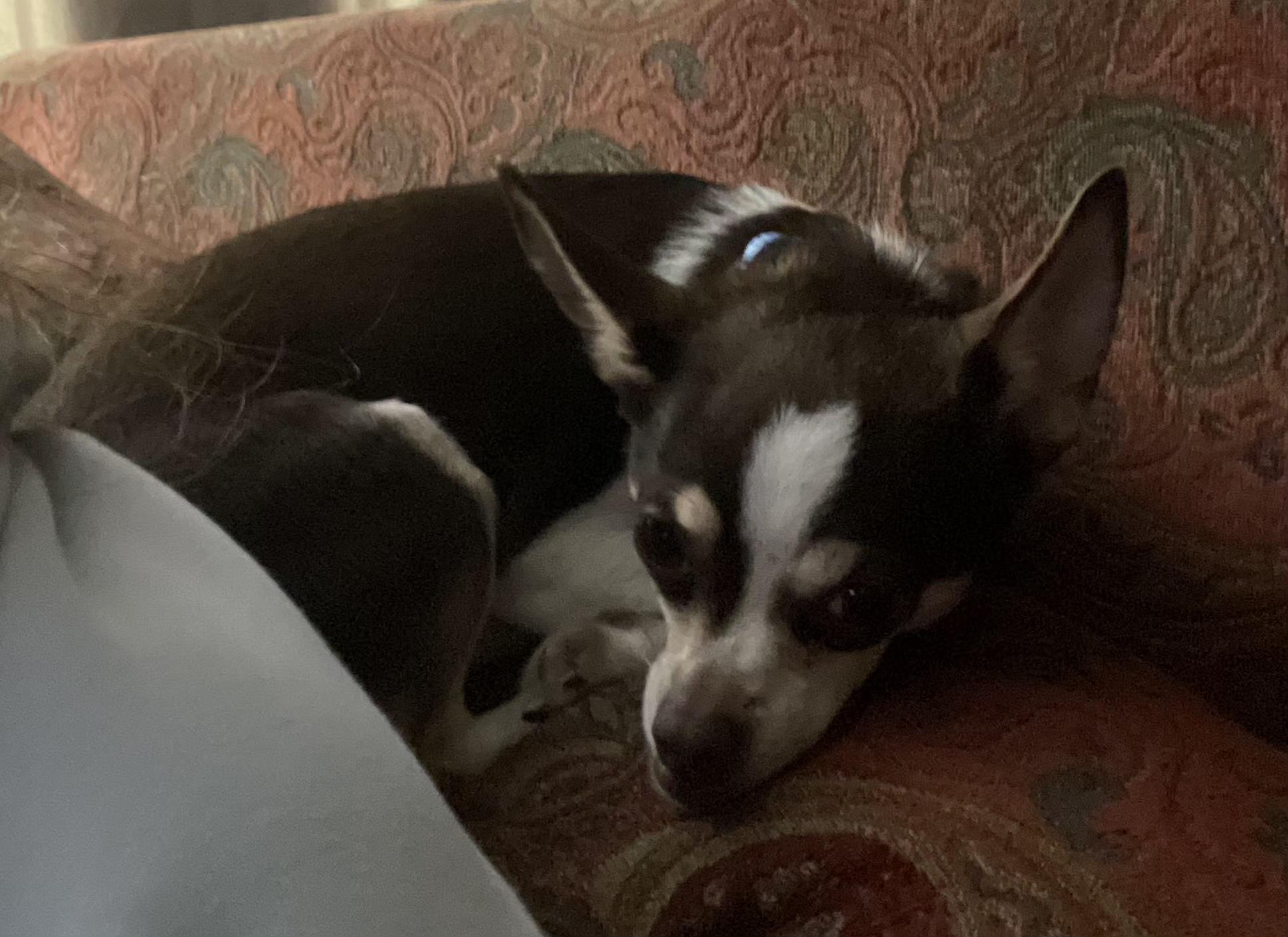 Enlarge Stella, an adopted Chihuahua in Lexington, KY image 2/2