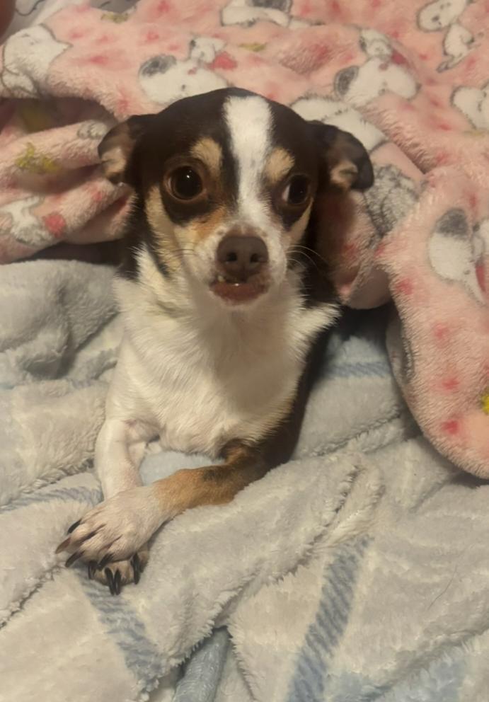 Stella, adopted, Adult Female Chihuahua.