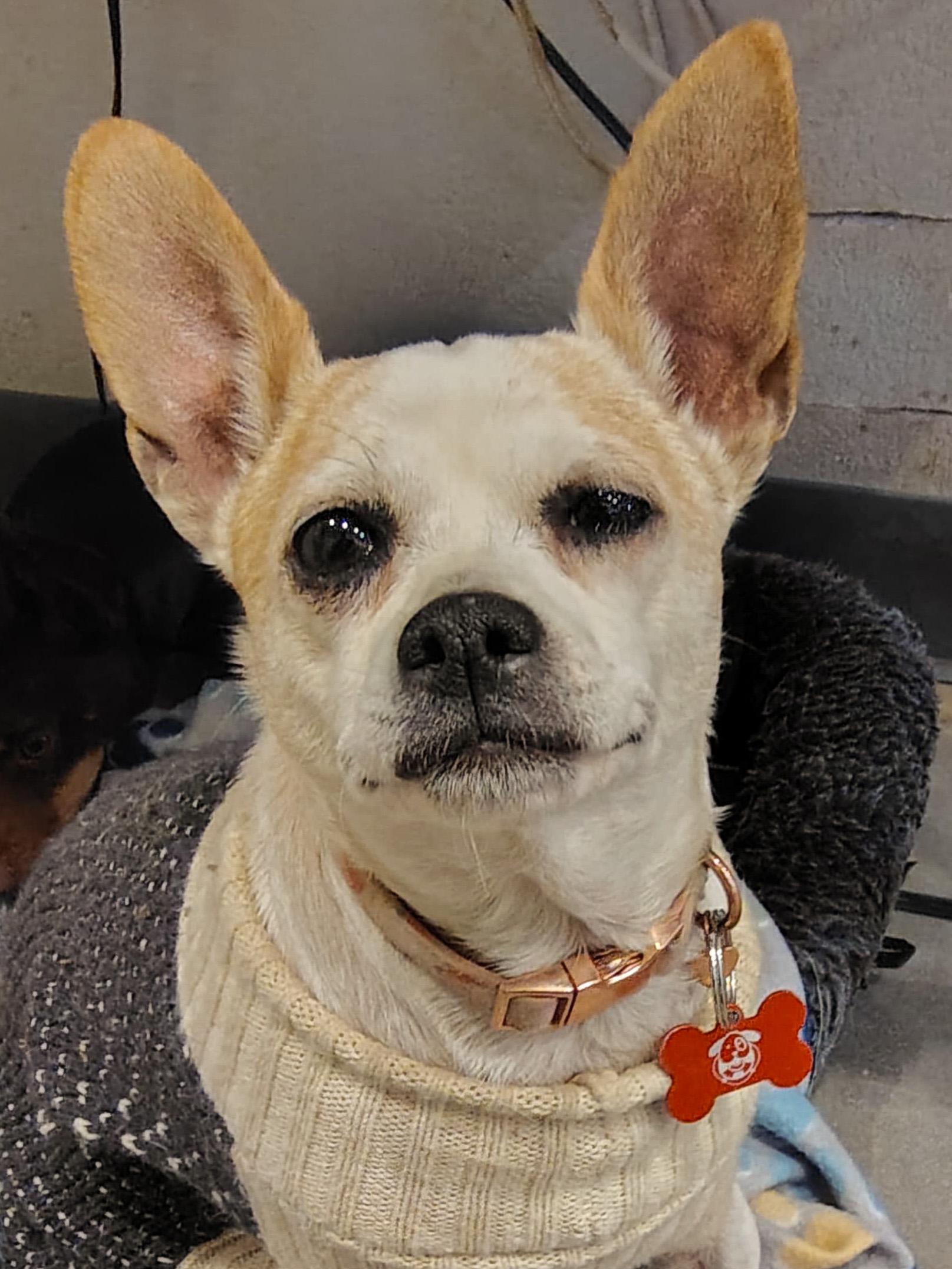 Tulip, adopted, Senior Female Chihuahua.