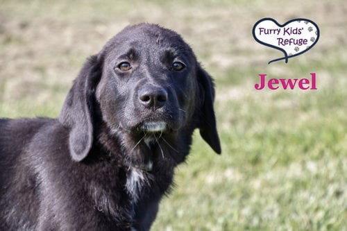 Jewel, Adoptable, Puppy Female Labrador Retriever & Great Pyrenees.