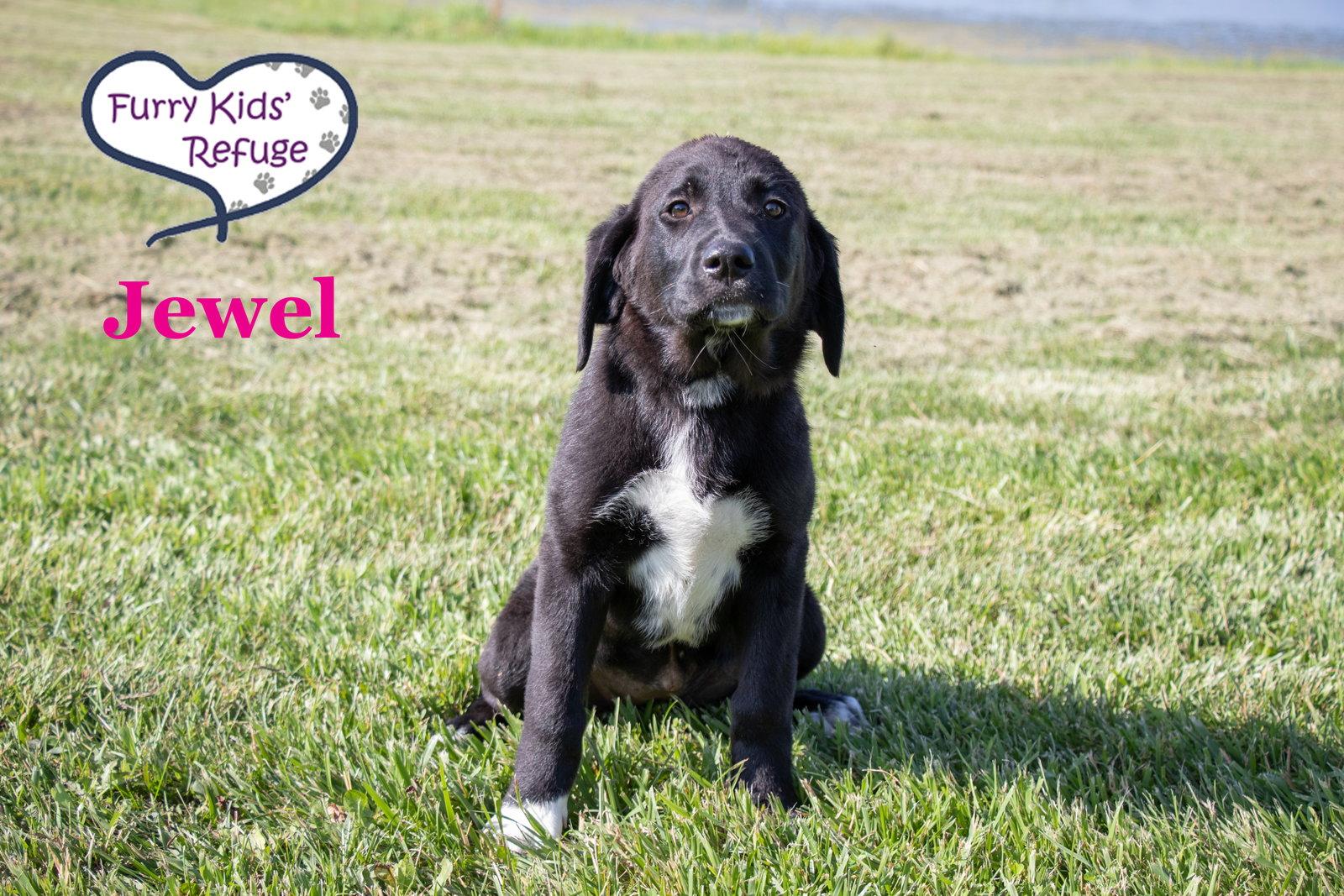 Jewel, a Adoptable mixed breed in Lee's Summit, MO image 2/3