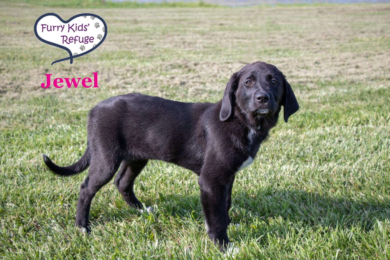 Jewel, a Adoptable mixed breed in Lee's Summit, MO image 3/3