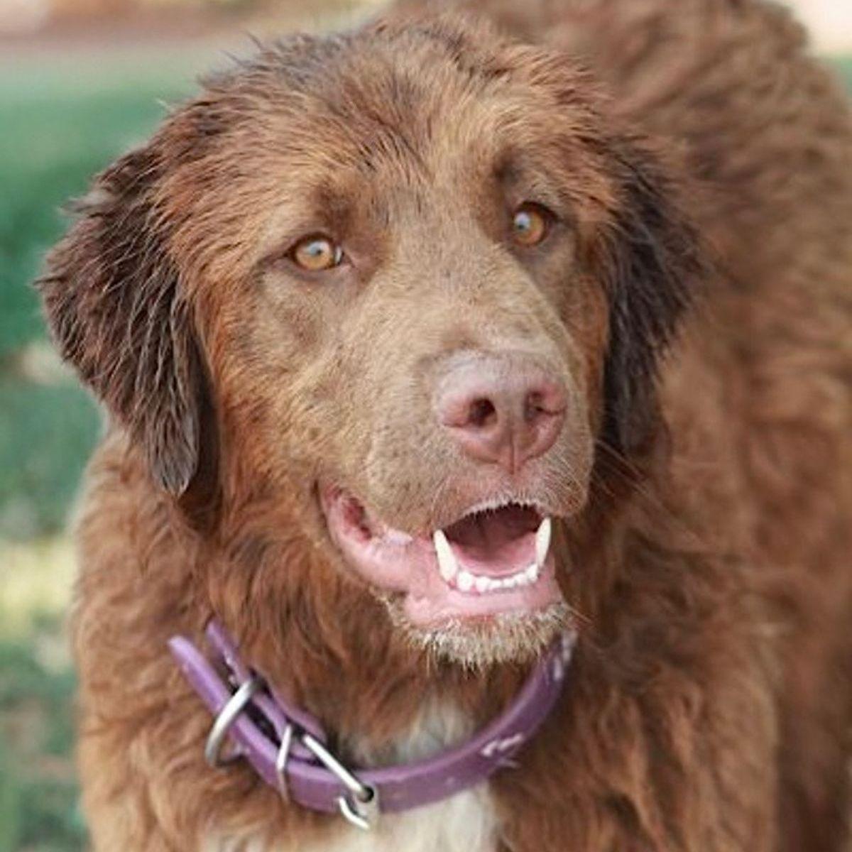 Wildrose, Adoptable, Adult Female Great Pyrenees.