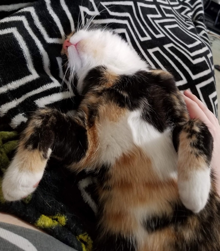 Skitzer (shy girl), a Adoptable Domestic Short Hair in New Cumberland, PA image 2/3