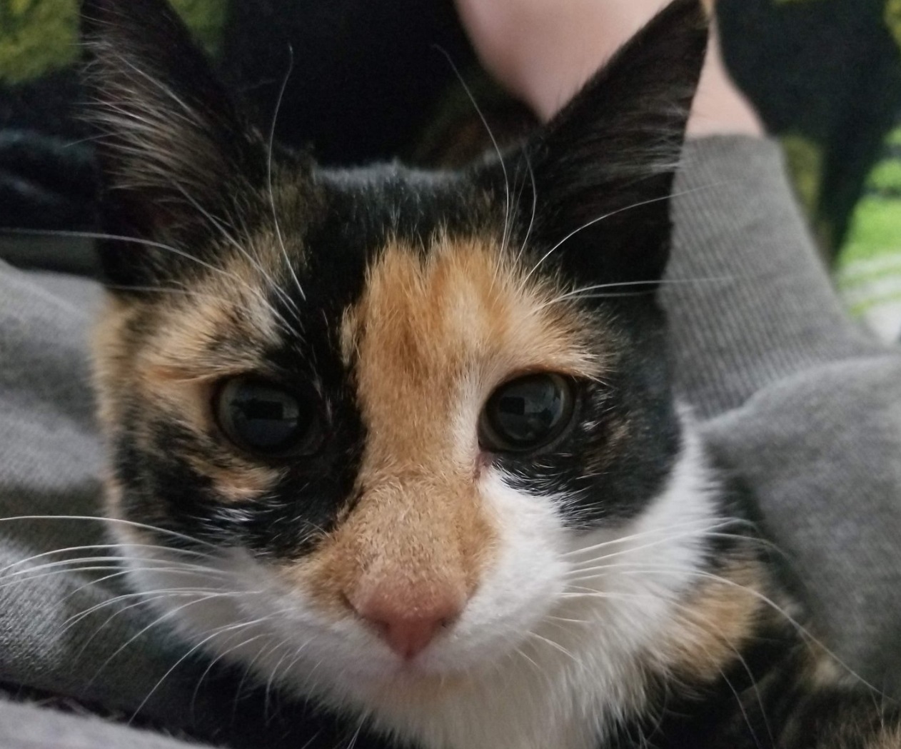 Skitzer (shy girl), Adoptable, Senior Female Domestic Short Hair.