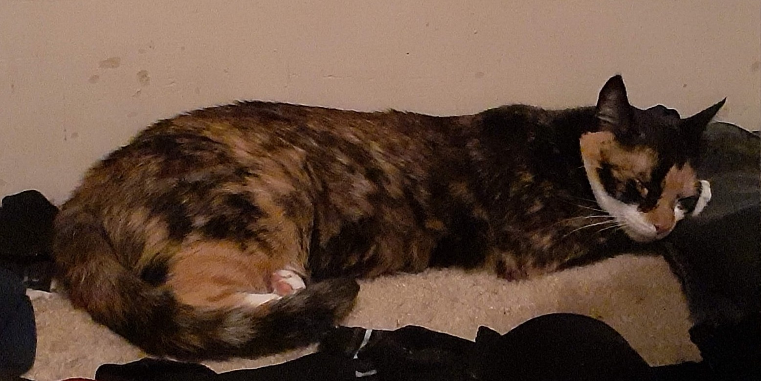 Skitzer (shy girl), a Adoptable Domestic Short Hair in New Cumberland, PA image 3/3