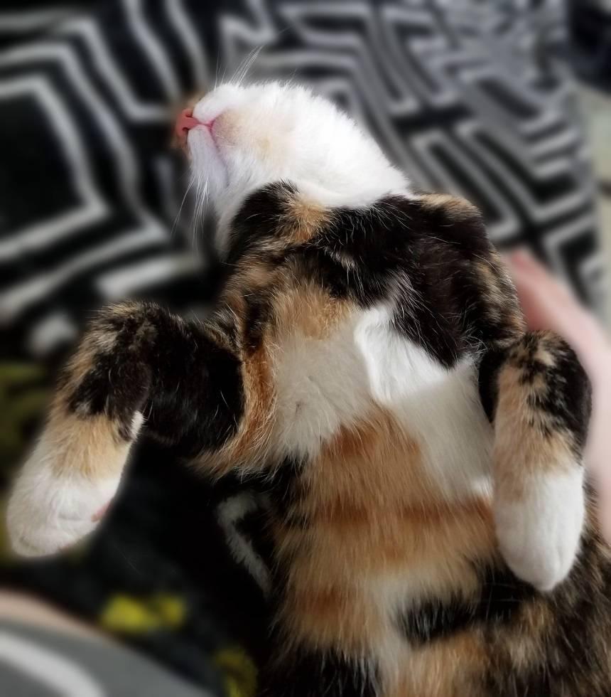 Skitzer (shy girl), a Adoptable Domestic Short Hair in New Cumberland, PA image 2/3