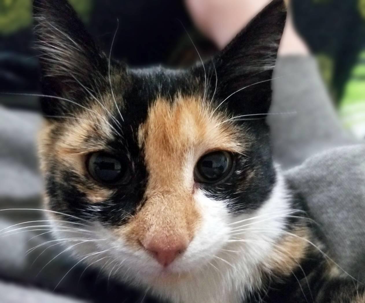 Skitzer (shy girl), a Adoptable Domestic Short Hair in New Cumberland, PA image 1/3