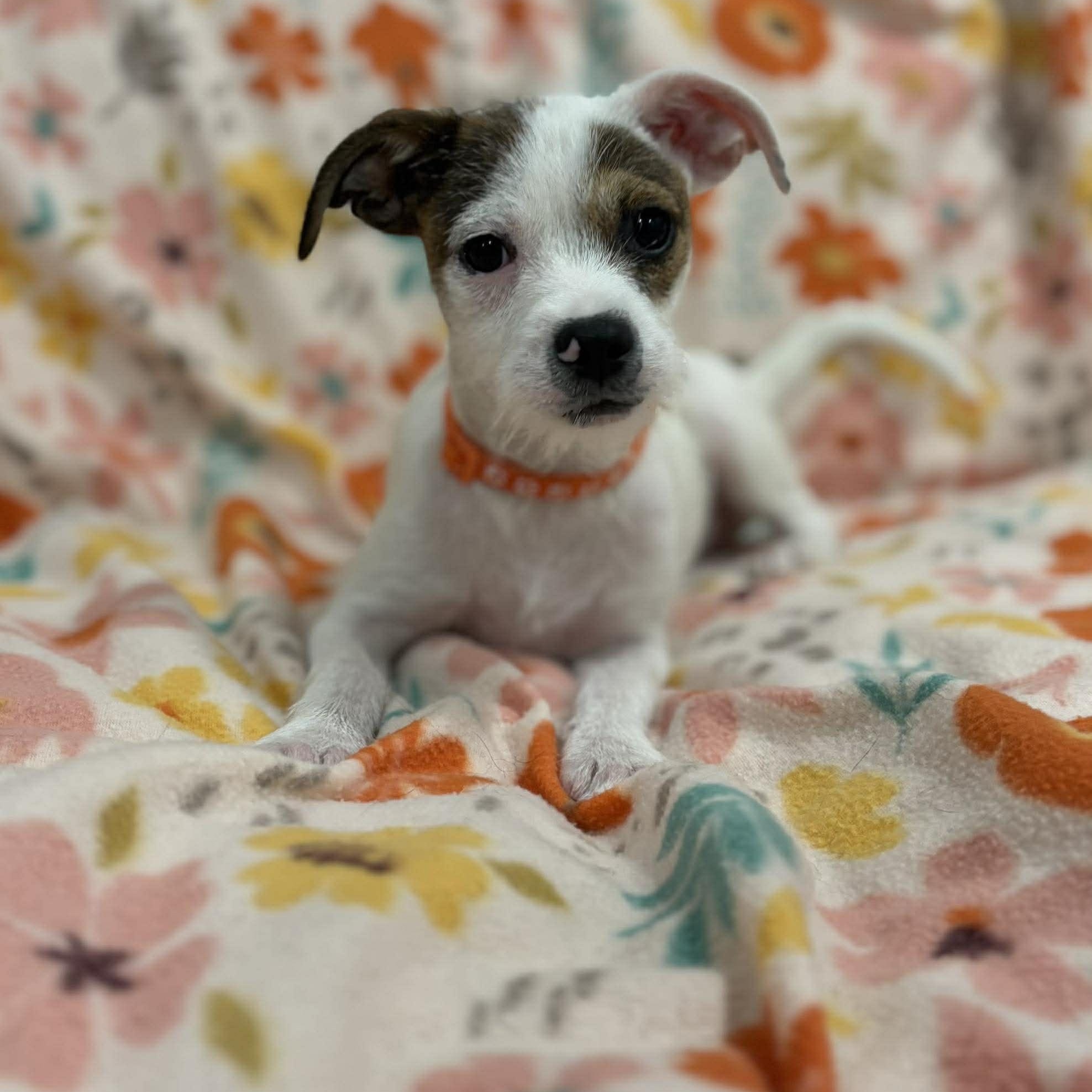 Enlarge Machu, a ADOPTABLE mixed breed in Woolwich, ME image 3/5