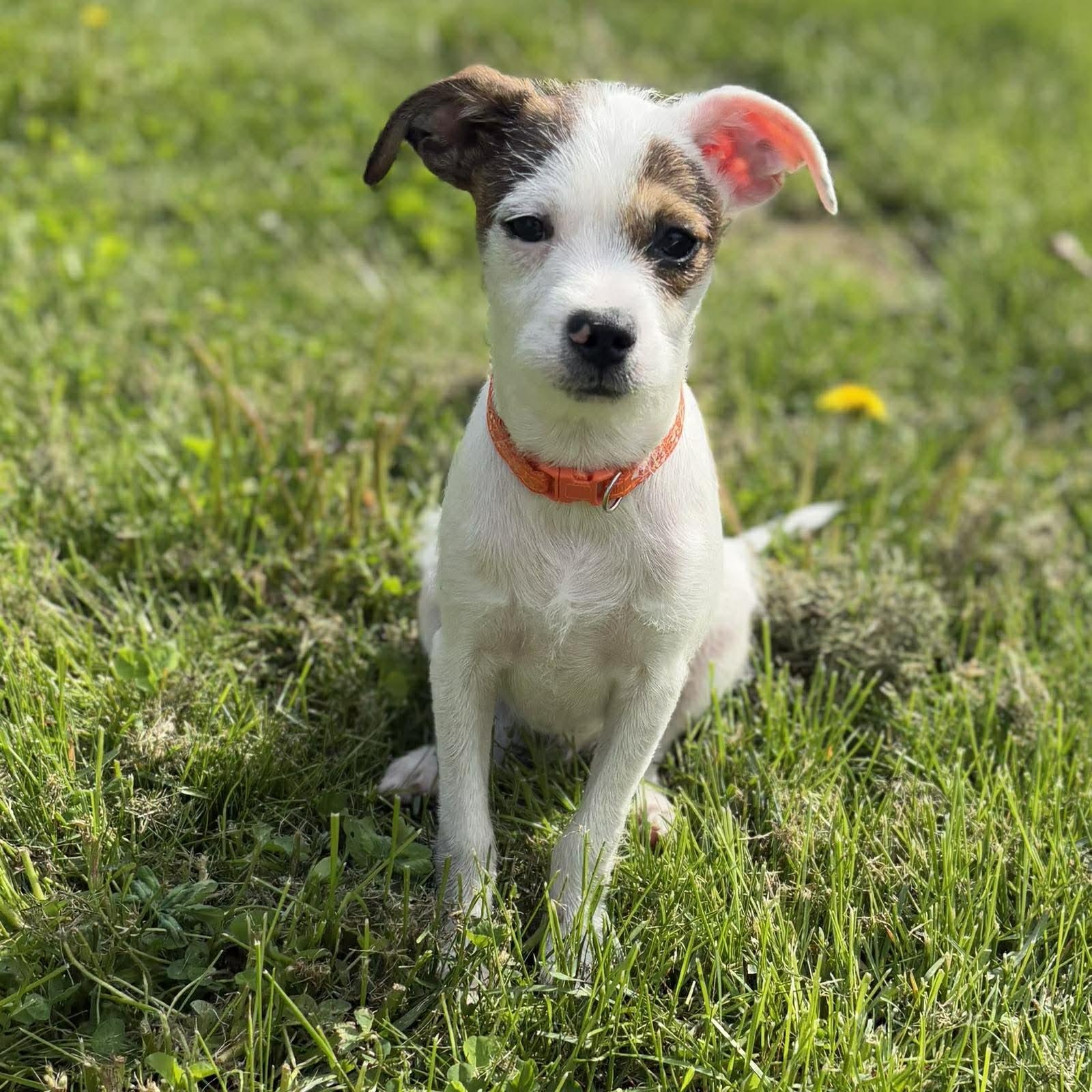 Enlarge Machu, a ADOPTABLE mixed breed in Woolwich, ME image 4/5