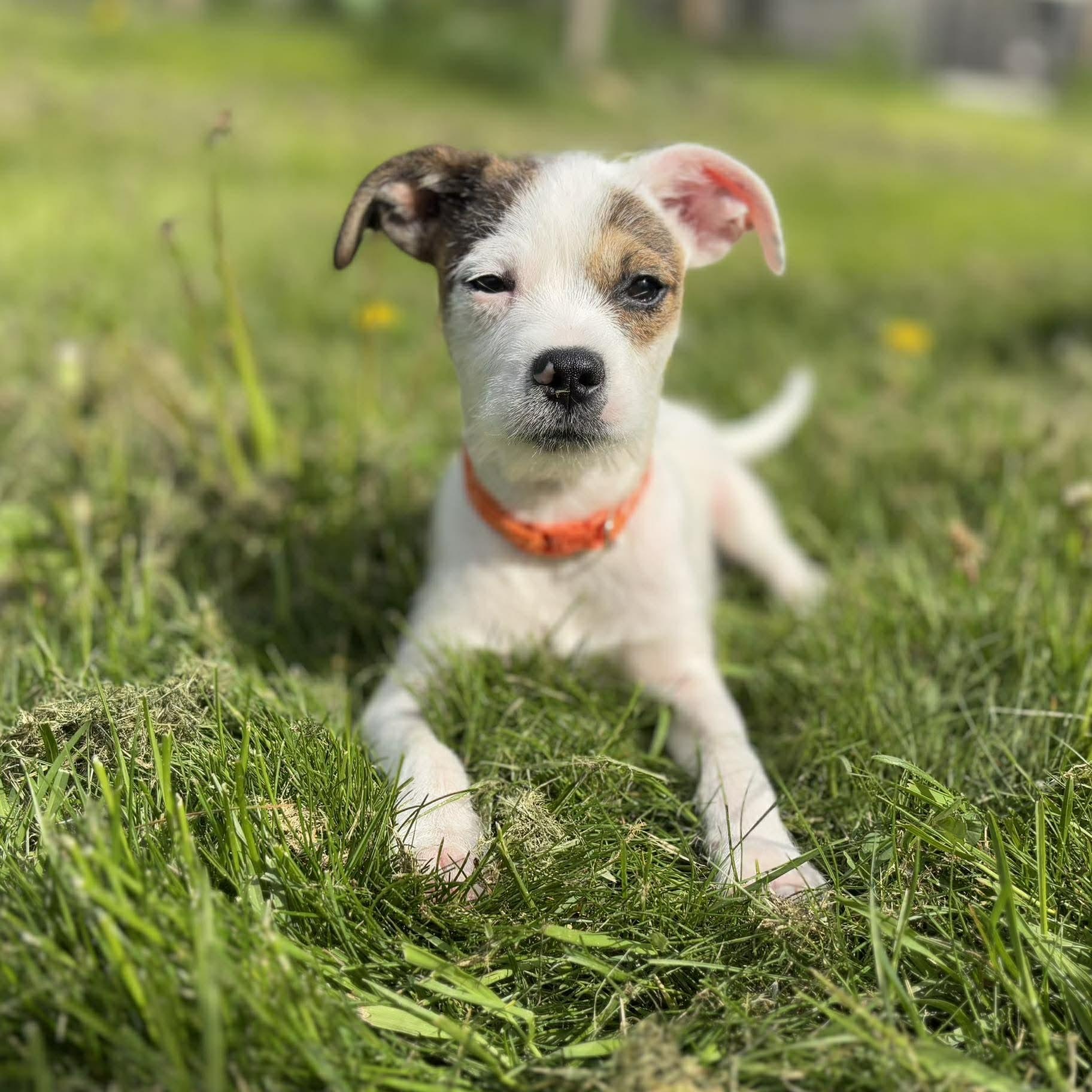 Machu, ADOPTABLE, Young Male Jack Russell Terrier.
