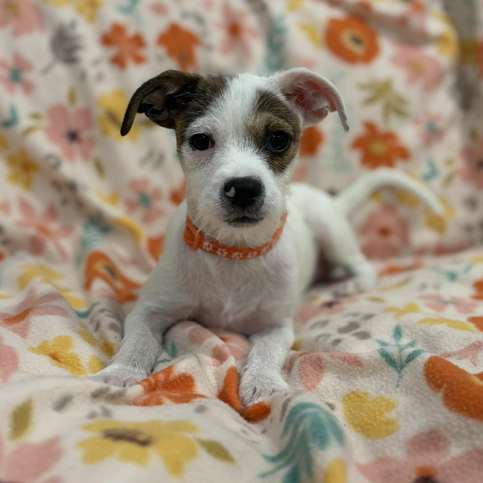 Enlarge Machu, a ADOPTABLE mixed breed in Woolwich, ME image 5/5