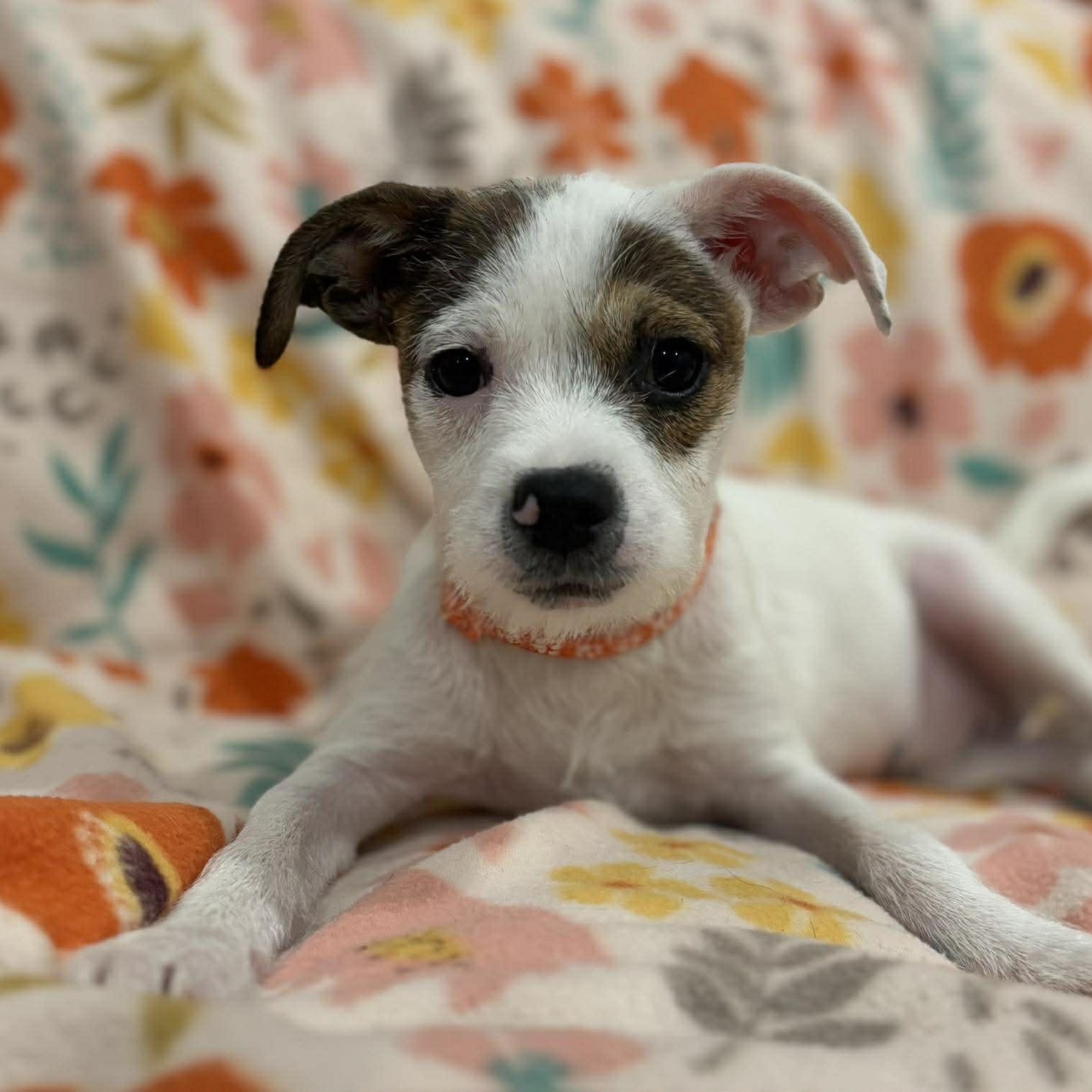 Enlarge Machu, a ADOPTABLE mixed breed in Woolwich, ME image 2/5