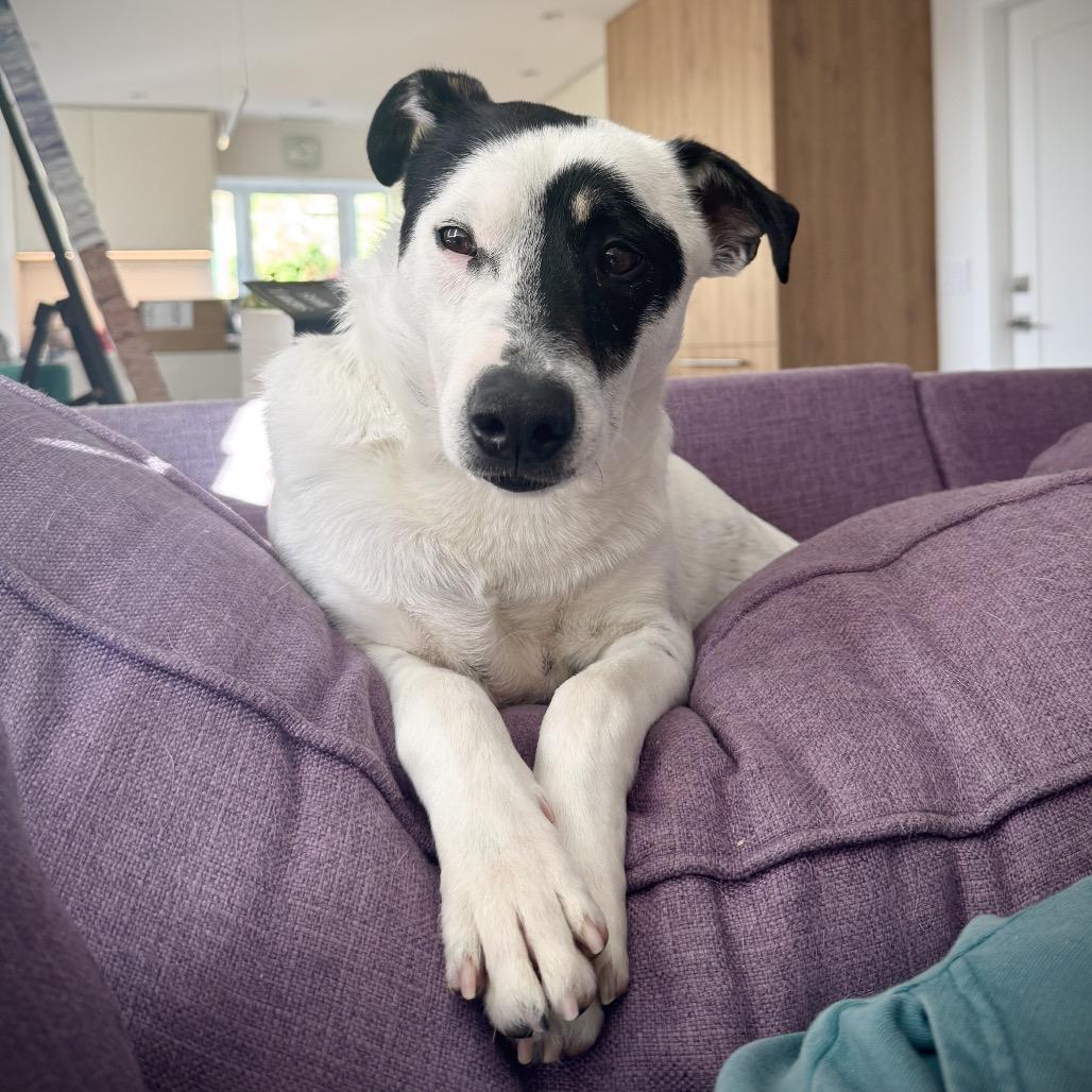 Hopper, Adoptable, Adult Male Terrier & Cattle Dog.