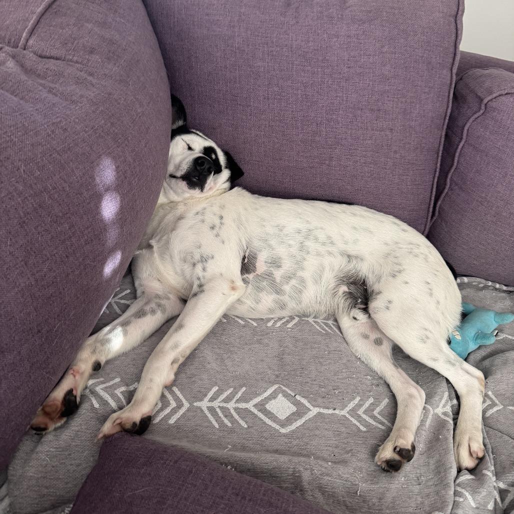 Enlarge Hopper, a Adoptable mixed breed in San Diego, CA image 3/6