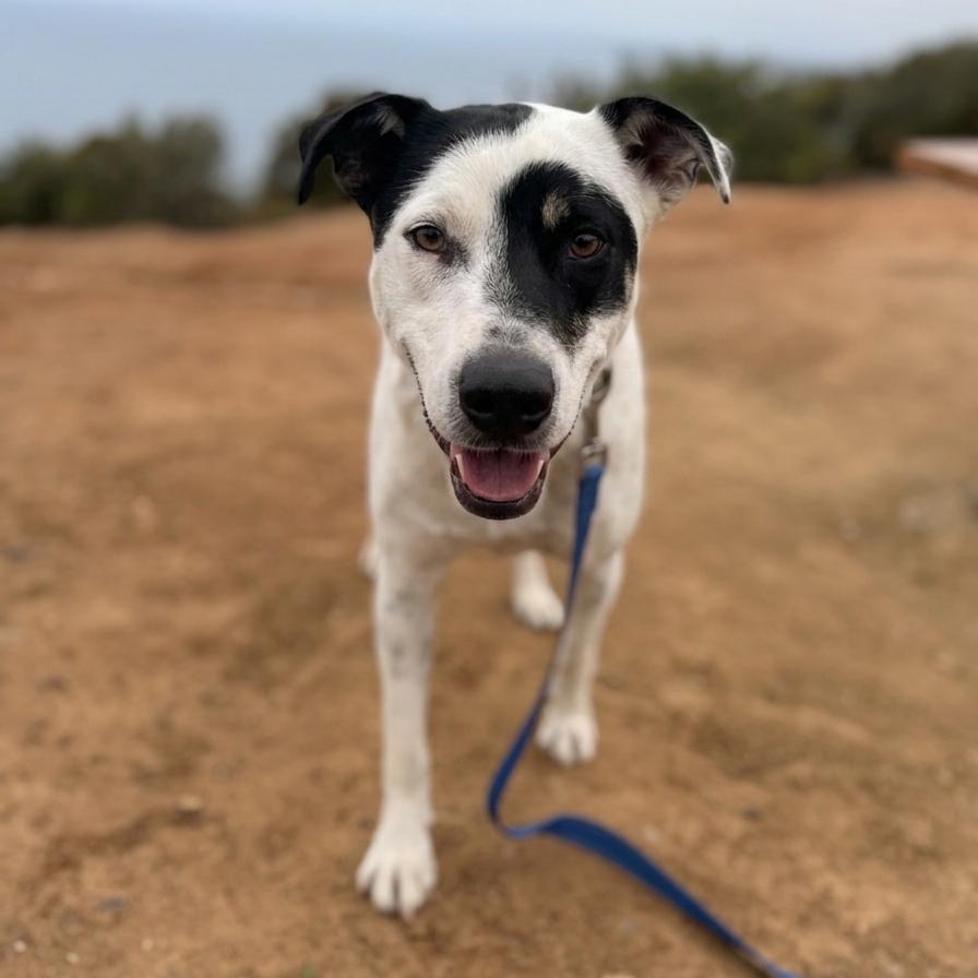 Hopper, a Adoptable mixed breed in San Diego, CA image 3/6