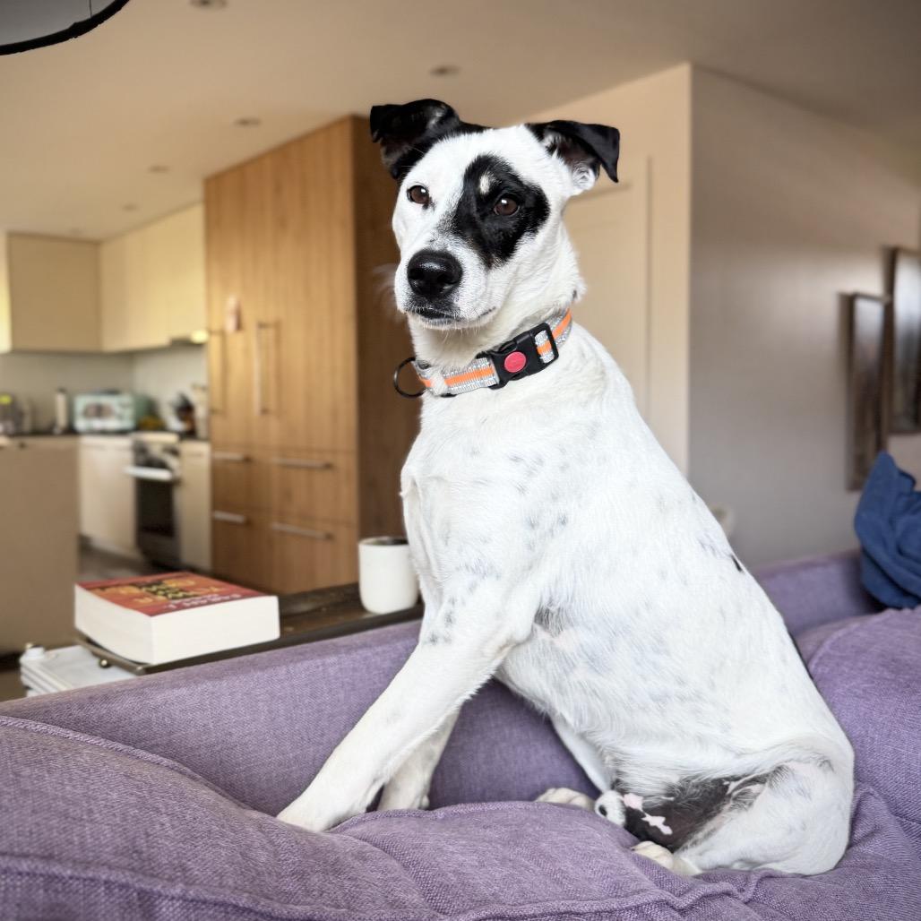 Enlarge Hopper, a Adoptable mixed breed in San Diego, CA image 4/6