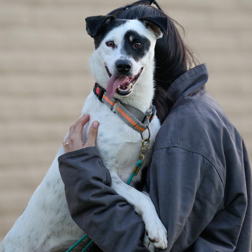 Enlarge Hopper, a Adoptable mixed breed in San Diego, CA image 4/6