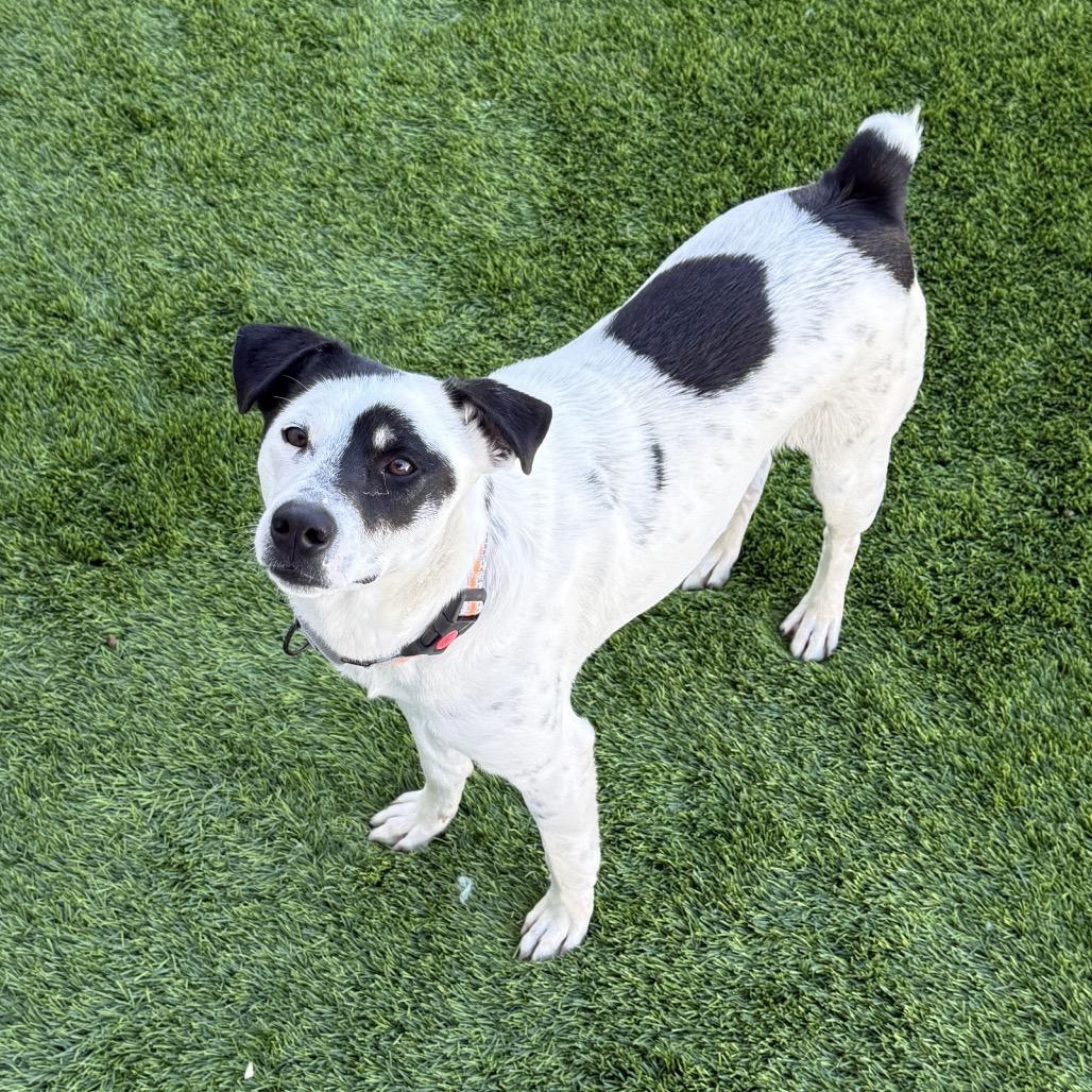 Enlarge Hopper, a Adoptable mixed breed in San Diego, CA image 5/6