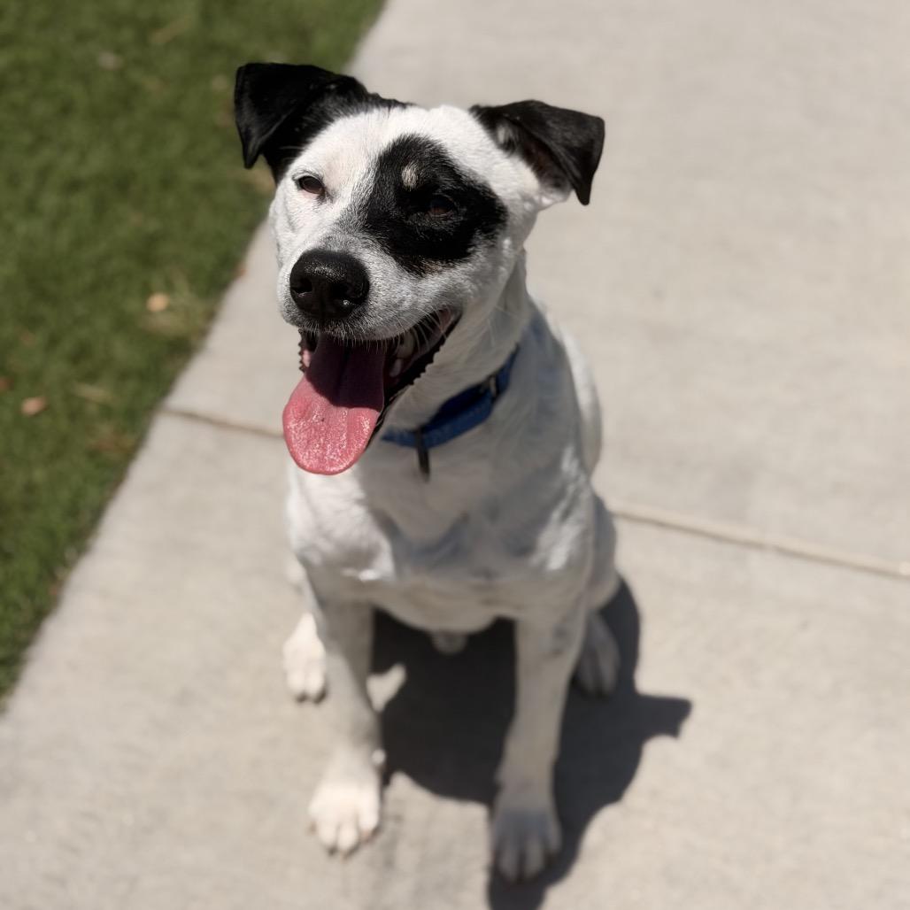 Enlarge Hopper, a Adoptable mixed breed in San Diego, CA image 4/6
