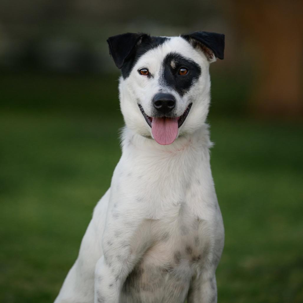 Enlarge Hopper, a Adoptable mixed breed in San Diego, CA image 5/6