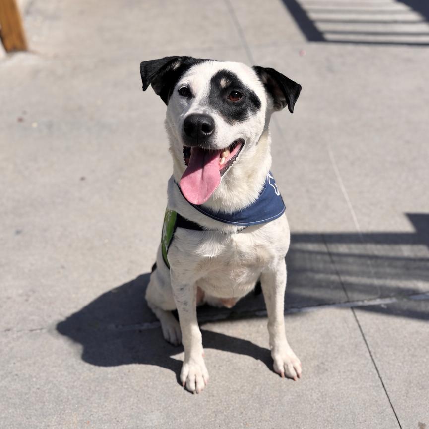 Enlarge Hopper, a Adoptable mixed breed in San Diego, CA image 6/6