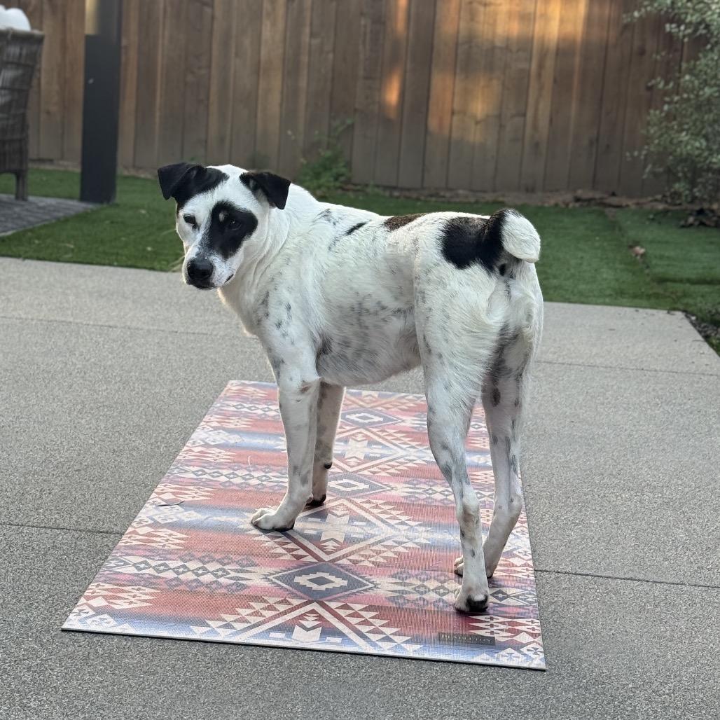 Enlarge Hopper, a Adoptable mixed breed in San Diego, CA image 6/6