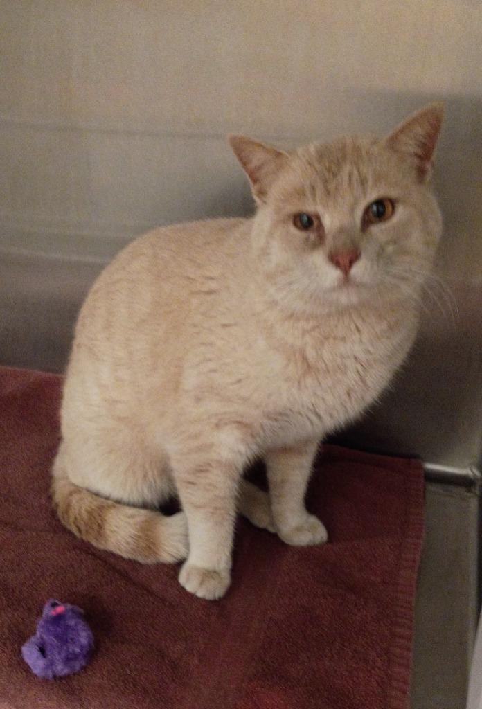 Enlarge Bobbie, a Adoptable mixed breed in Clarksville, TN image 1/2