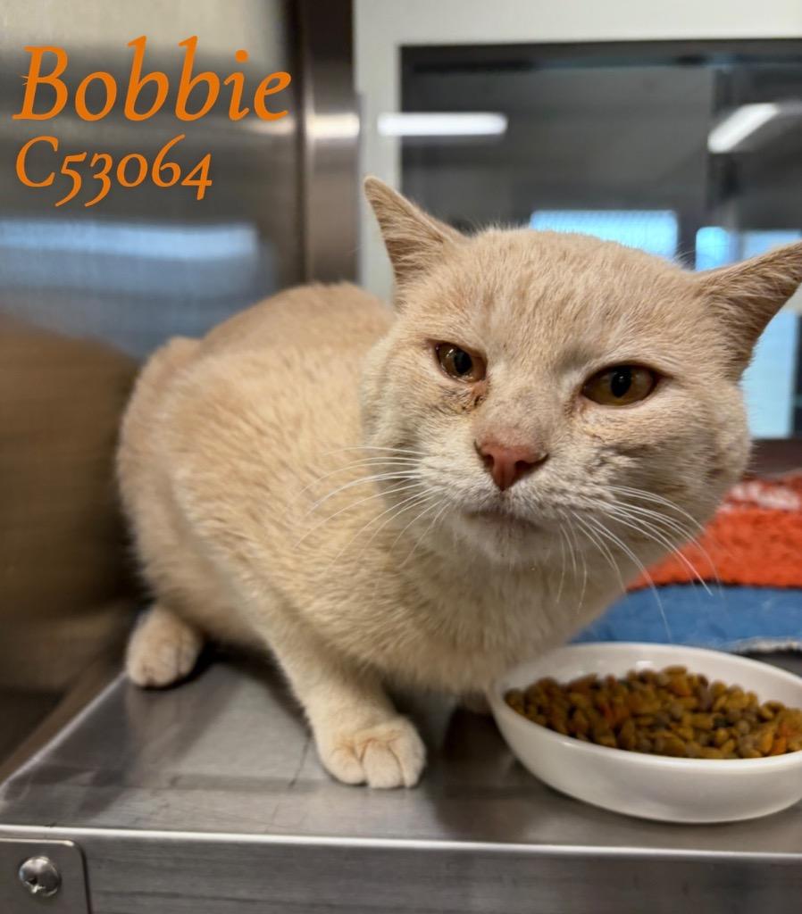 Enlarge Bobbie, a Adoptable mixed breed in Clarksville, TN image 2/2