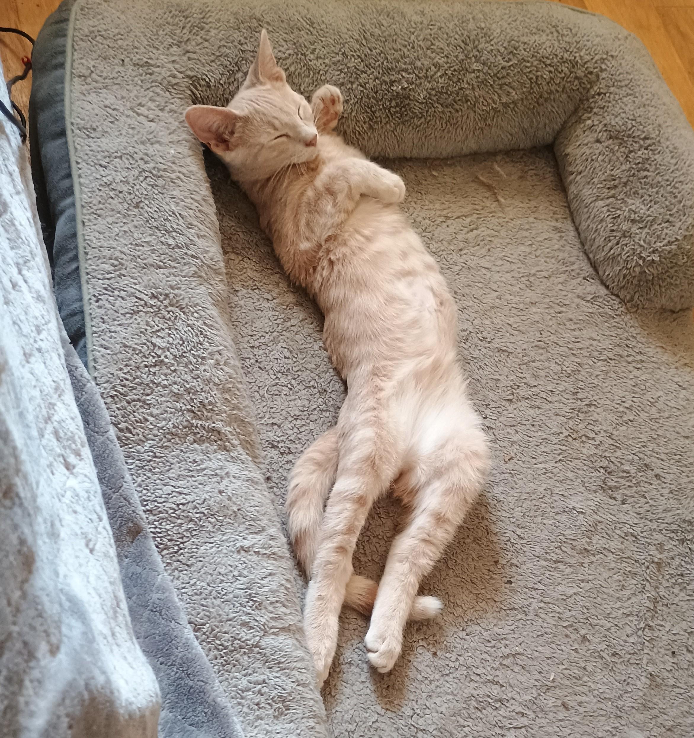Royal Match - gentle & cuddly