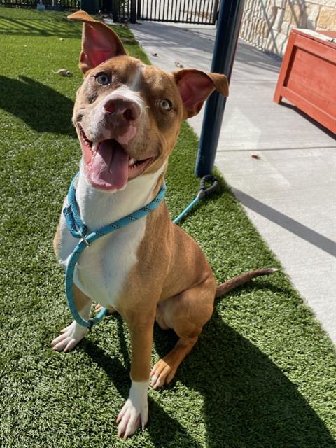 JACKAL, Adoptable, Young Male Pit Bull Terrier.