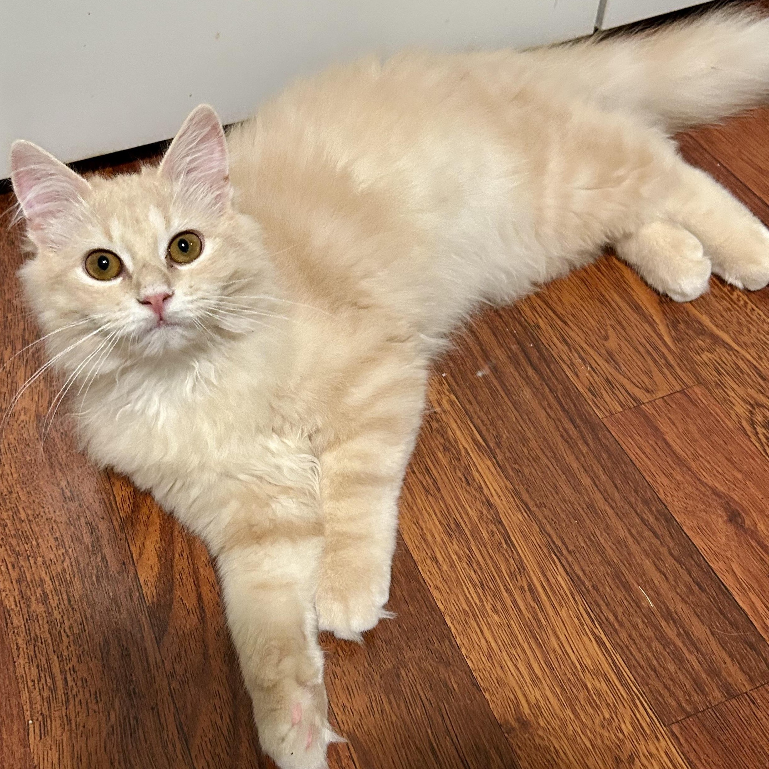 Enlarge Toffee, an adopted Domestic Long Hair in Warwick, RI image 4/6