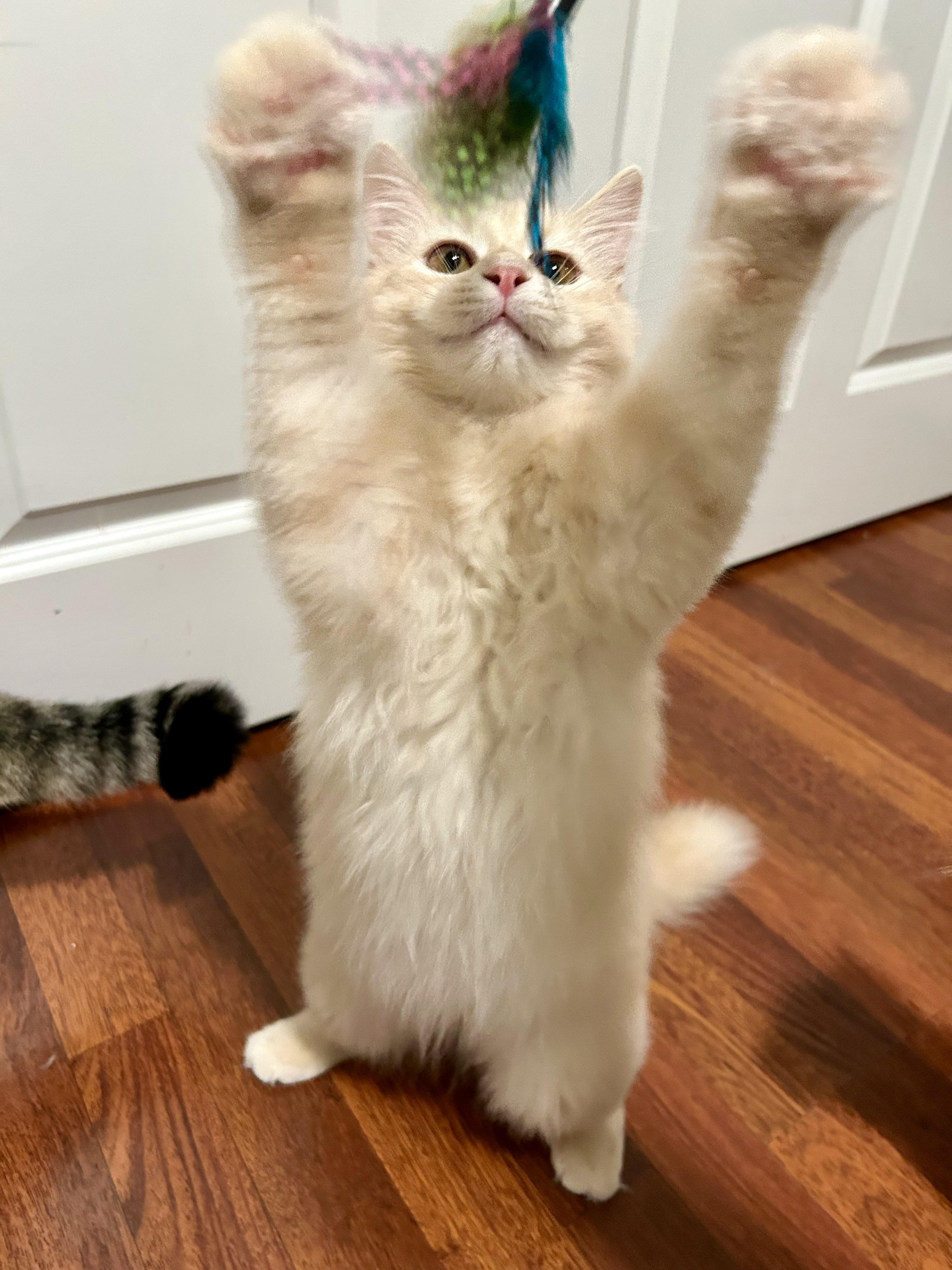 Enlarge Toffee, an adopted Domestic Long Hair in Warwick, RI image 3/6