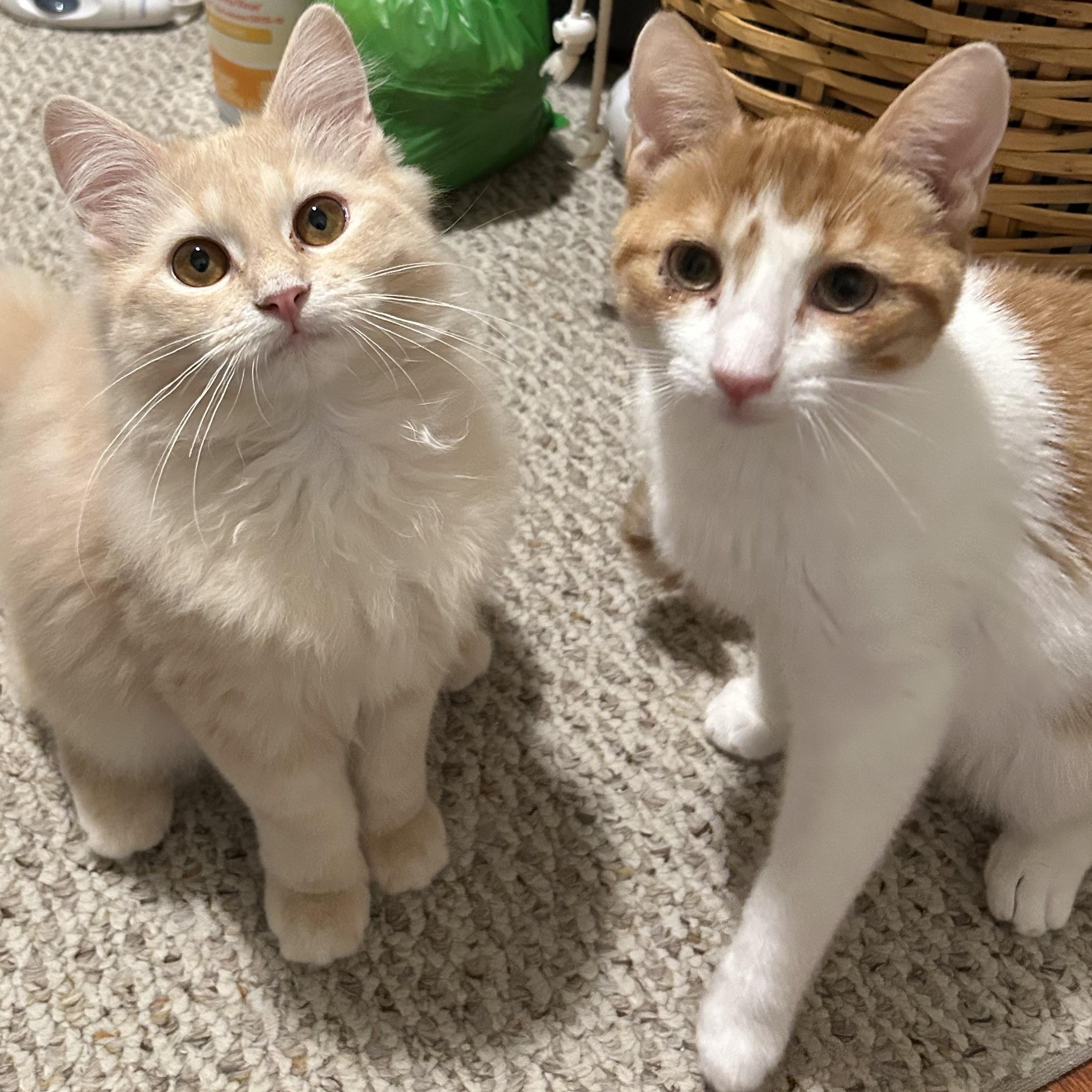 Enlarge Toffee, an adopted Domestic Long Hair in Warwick, RI image 6/6