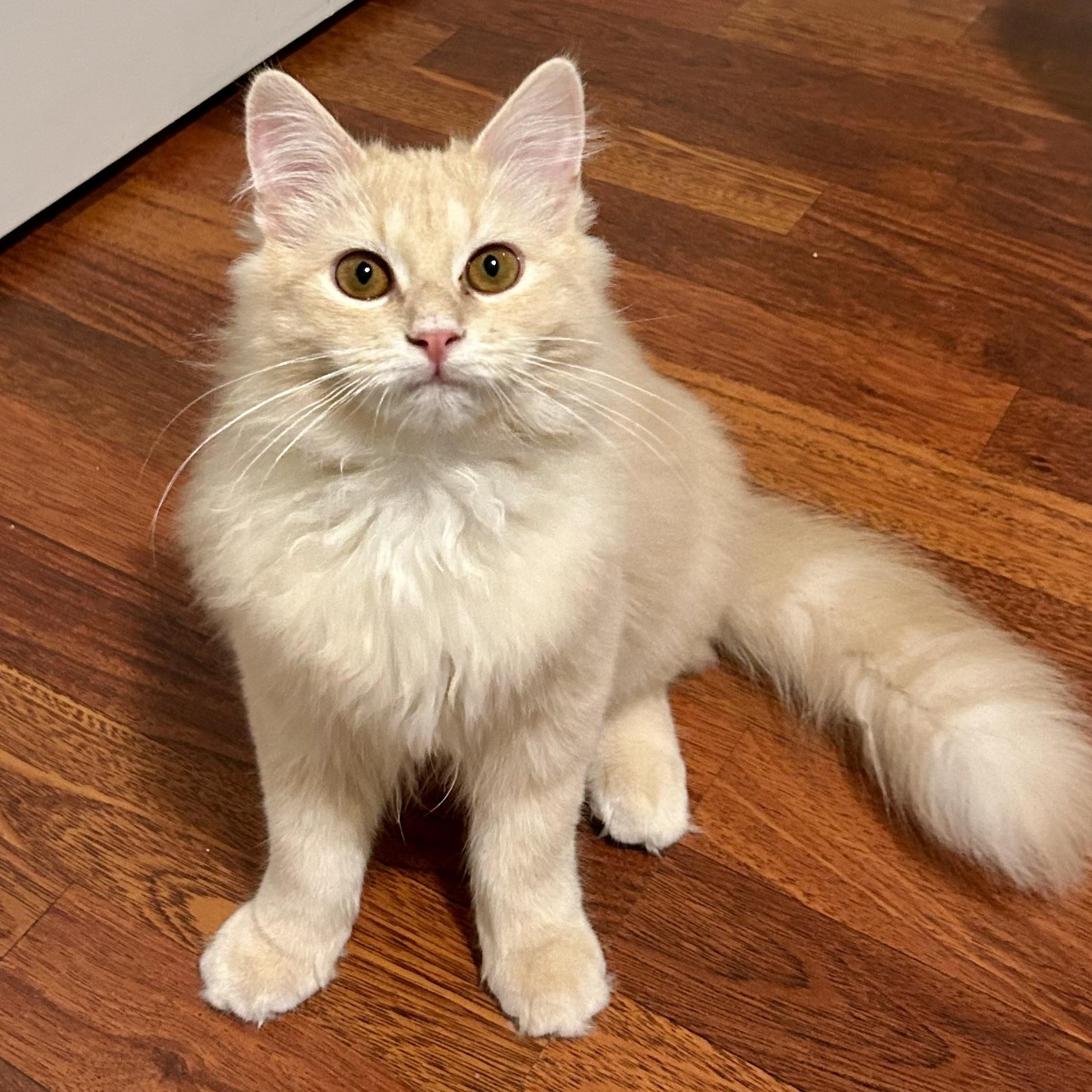 Enlarge Toffee, an adopted Domestic Long Hair in Warwick, RI image 2/6