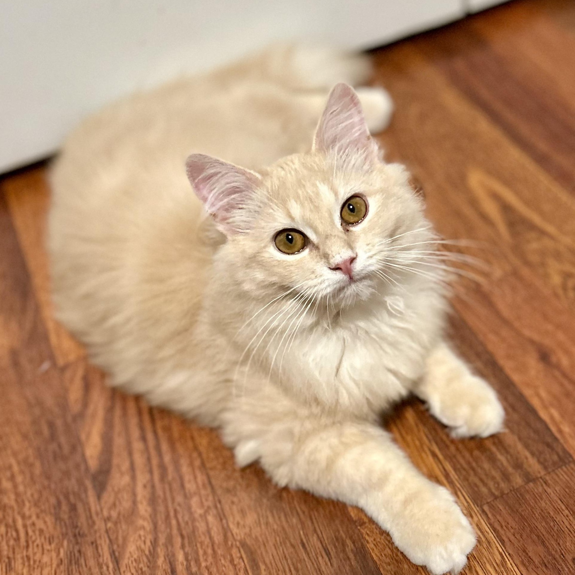 Enlarge Toffee, an adopted Domestic Long Hair in Warwick, RI image 1/6