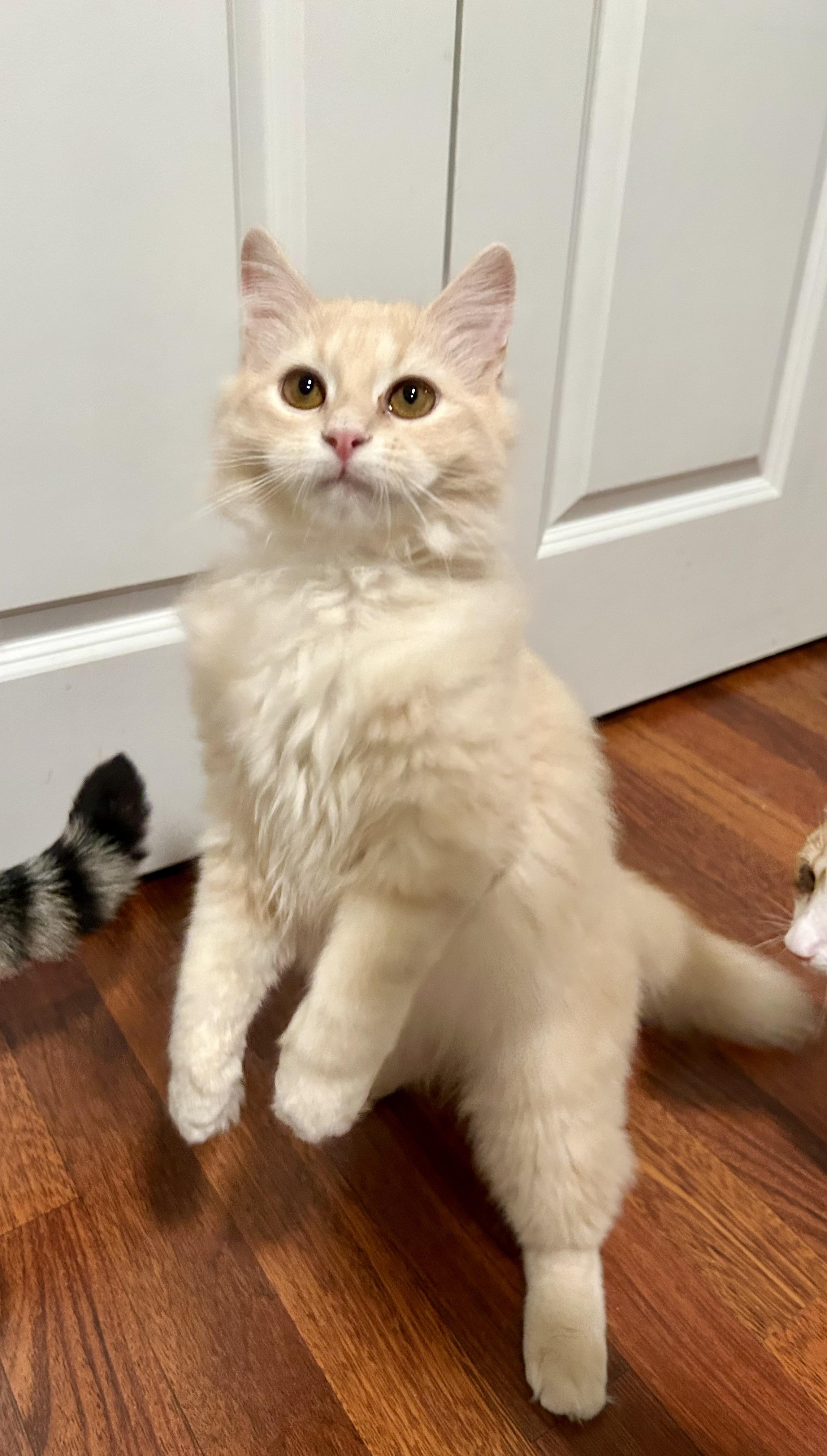 Enlarge Toffee, an adopted Domestic Long Hair in Warwick, RI image 5/6