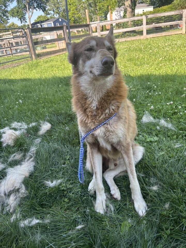 Sundance, Adoptable, Senior Male Husky & German Shepherd Dog.