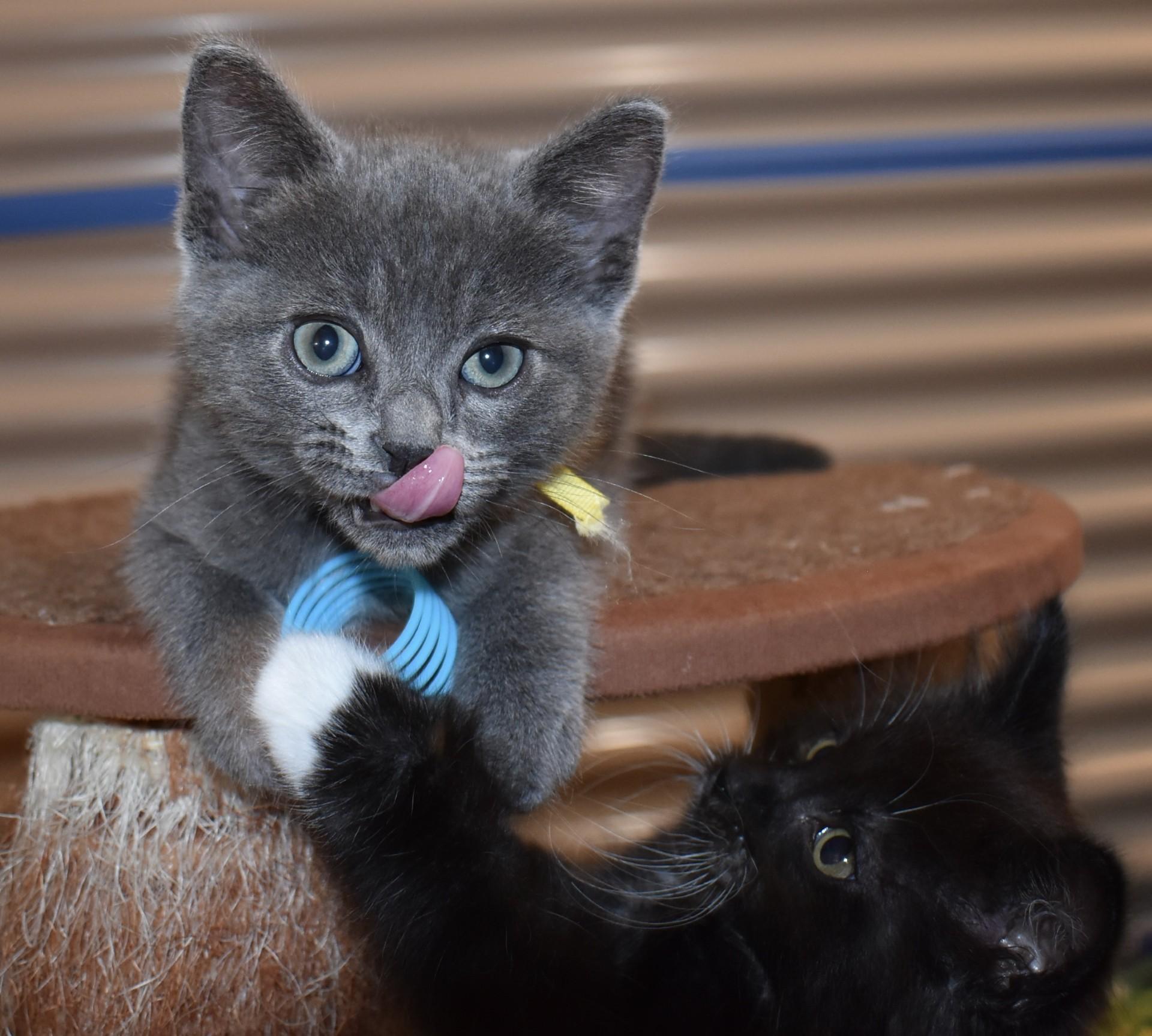 Enlarge Mousie (with Tuxy), an adopted Domestic Short Hair in Silverton, OR image 5/6