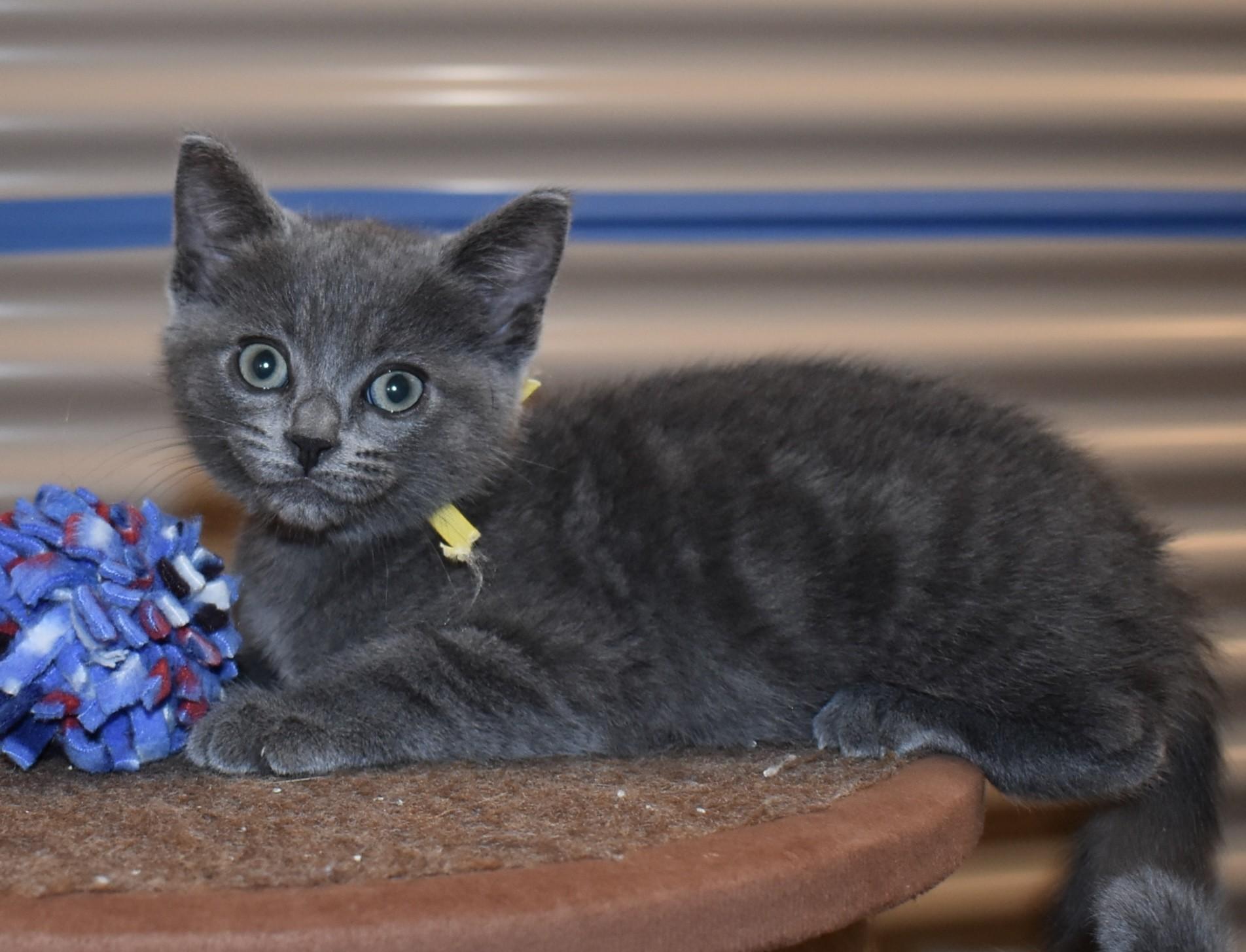 Enlarge Mousie (with Tuxy), an adopted Domestic Short Hair in Silverton, OR image 6/6