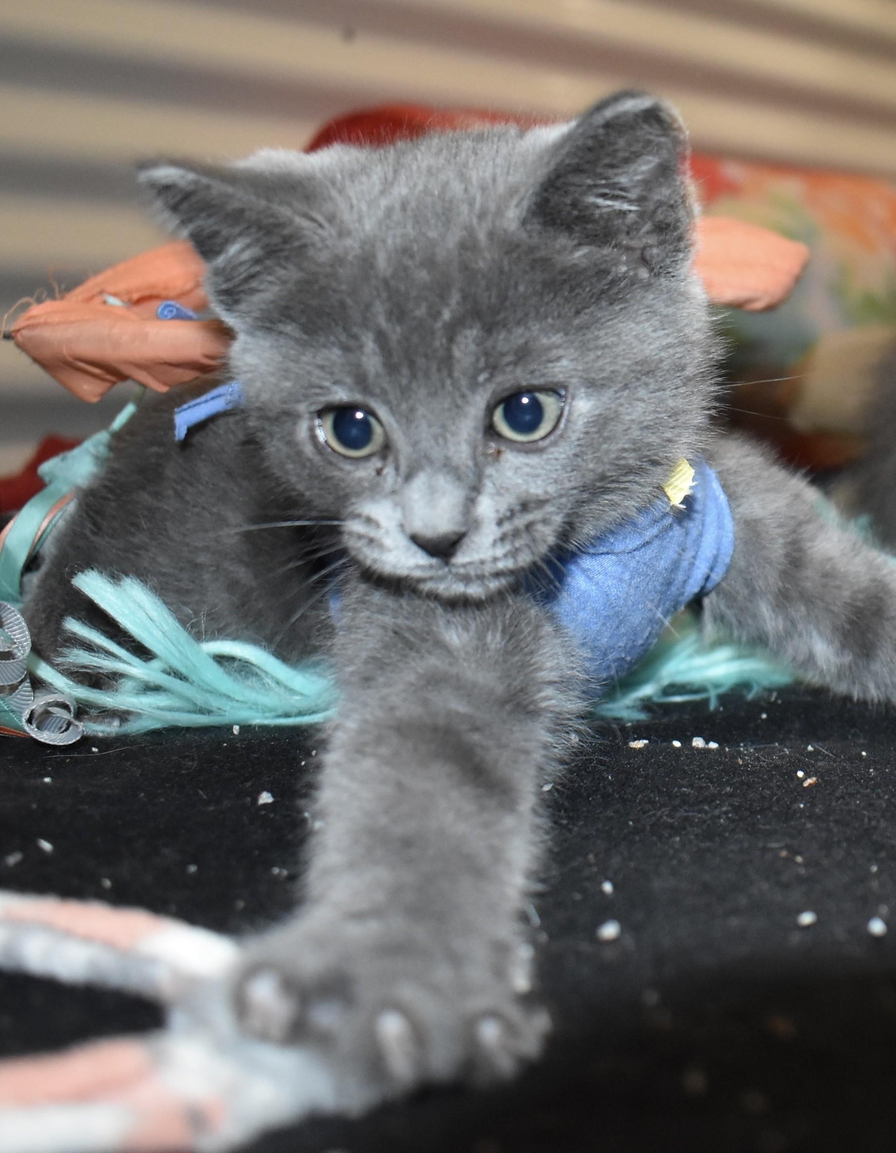 Enlarge Mousie (with Tuxy), an adopted Domestic Short Hair in Silverton, OR image 4/6