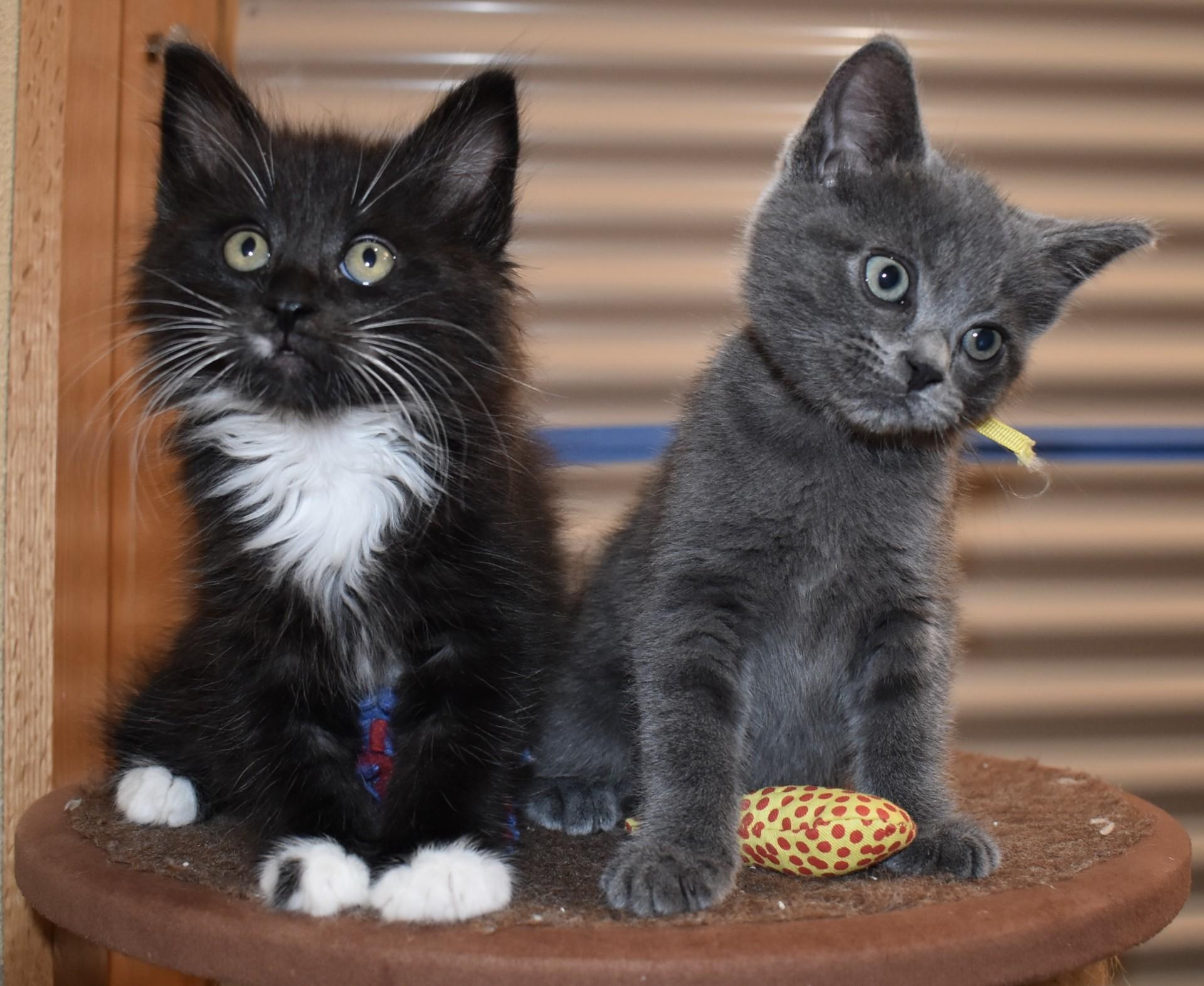 Enlarge Mousie (with Tuxy), an adopted Domestic Short Hair in Silverton, OR image 3/6