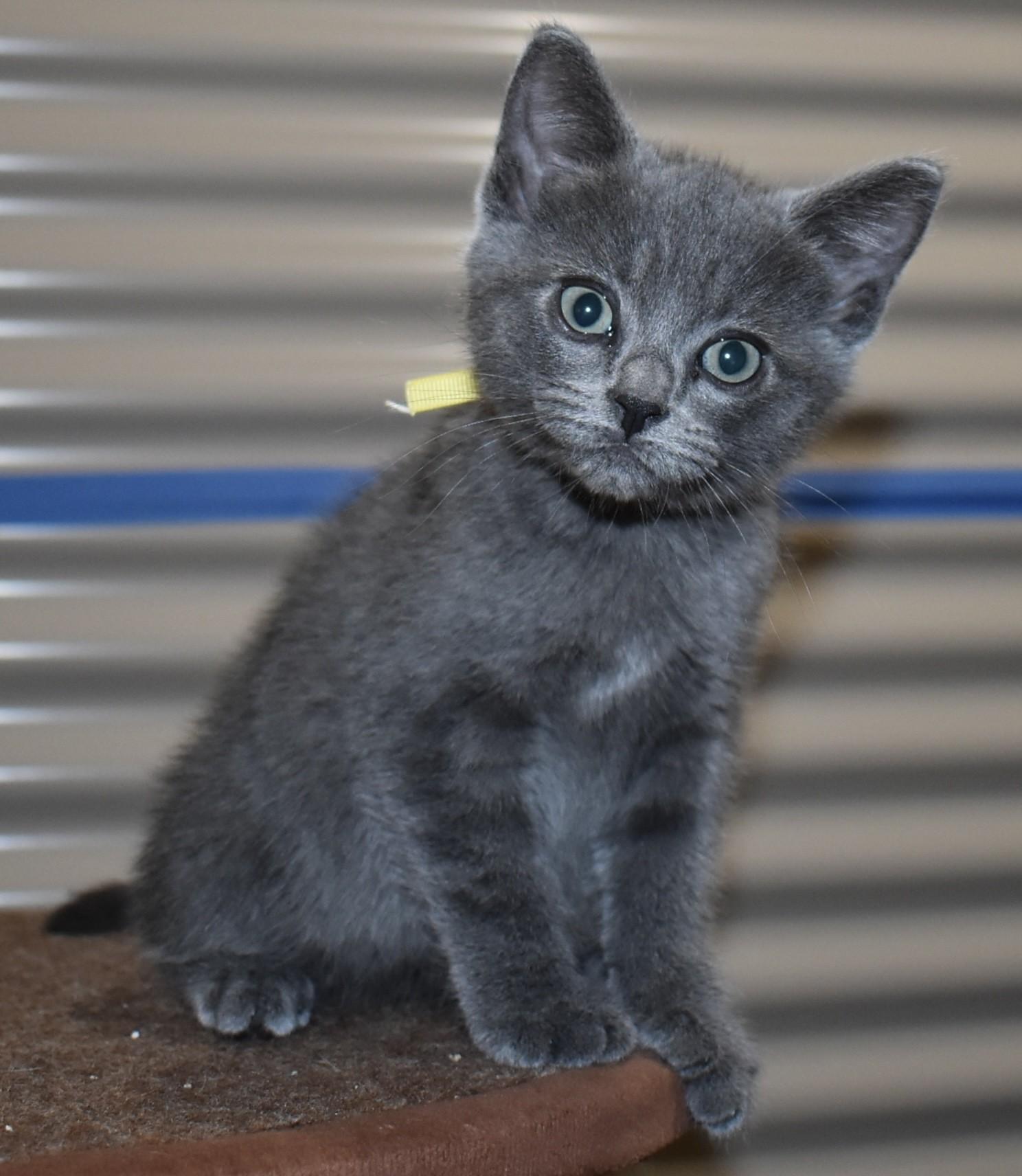 Enlarge Mousie (with Tuxy), an adopted Domestic Short Hair in Silverton, OR image 2/6
