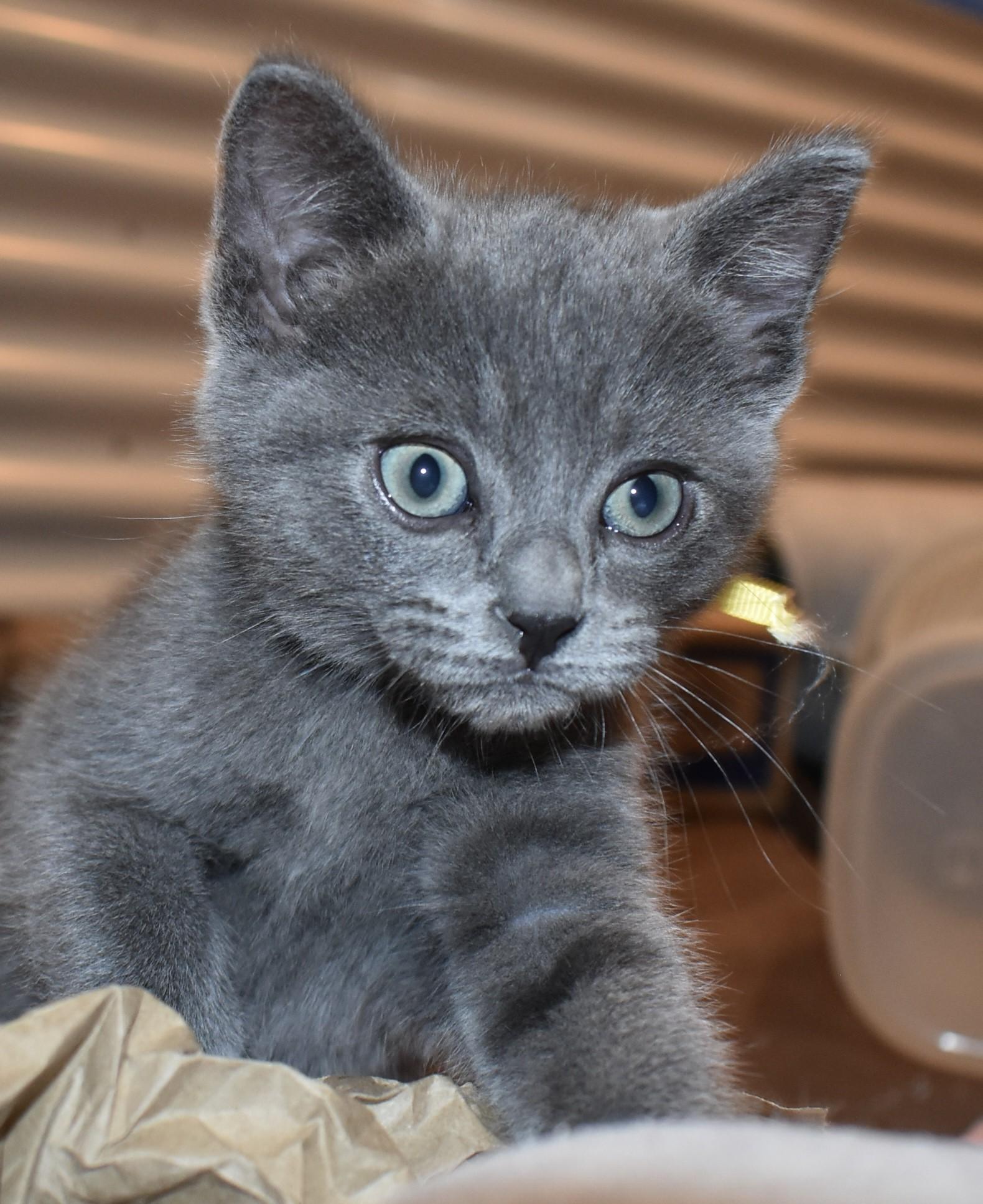 Enlarge Mousie (with Tuxy), an adopted Domestic Short Hair in Silverton, OR image 1/6