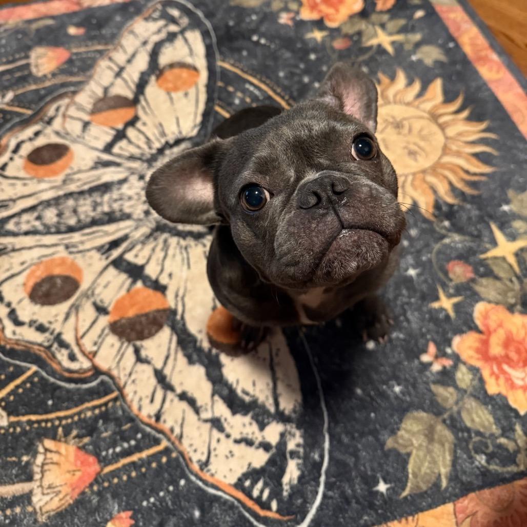 Shayla, Adoptable, Adult Female French Bulldog.