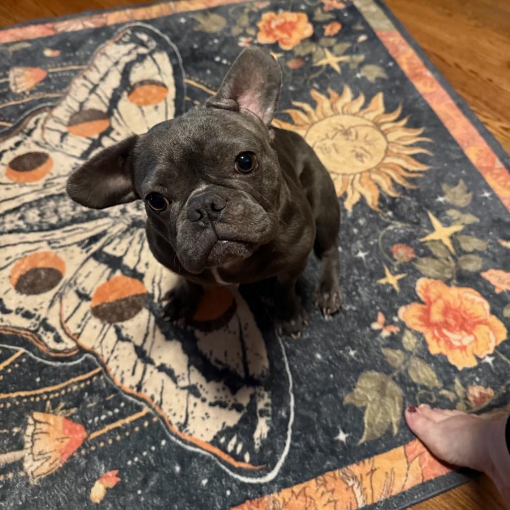 Enlarge Shayla, a Adoptable French Bulldog in Bessemer, AL image 2/6